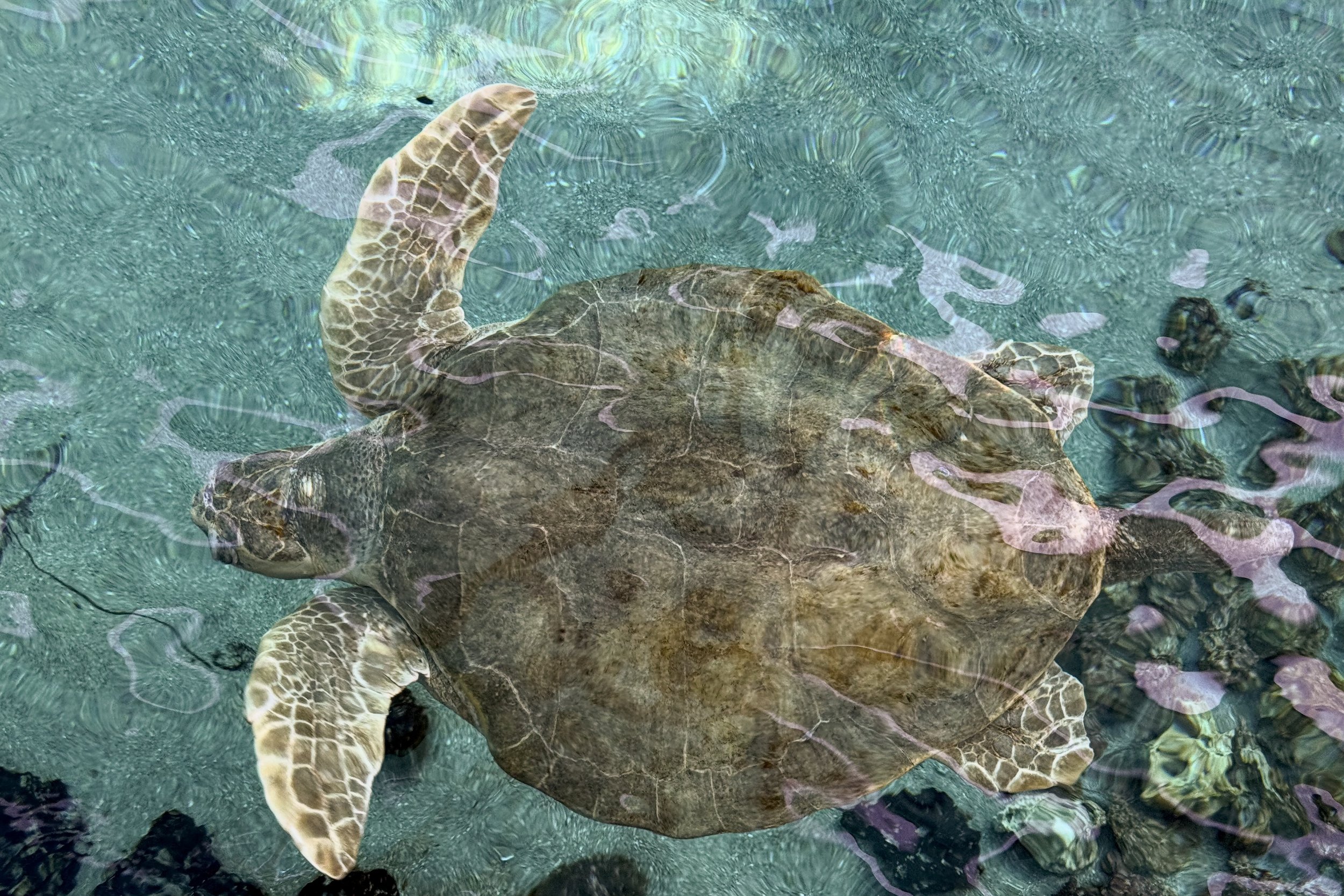 Sea turtle