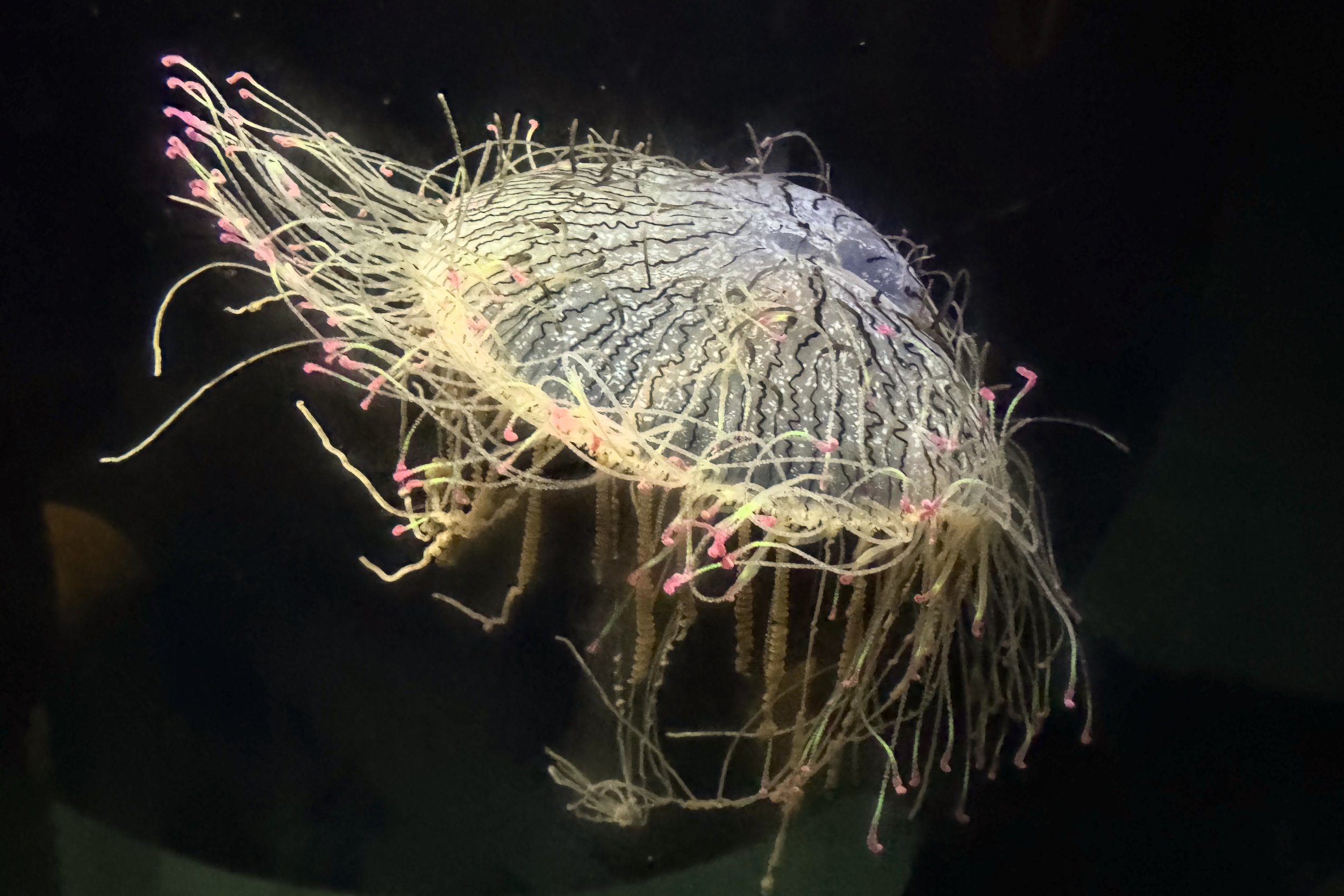 Flower hat jelly