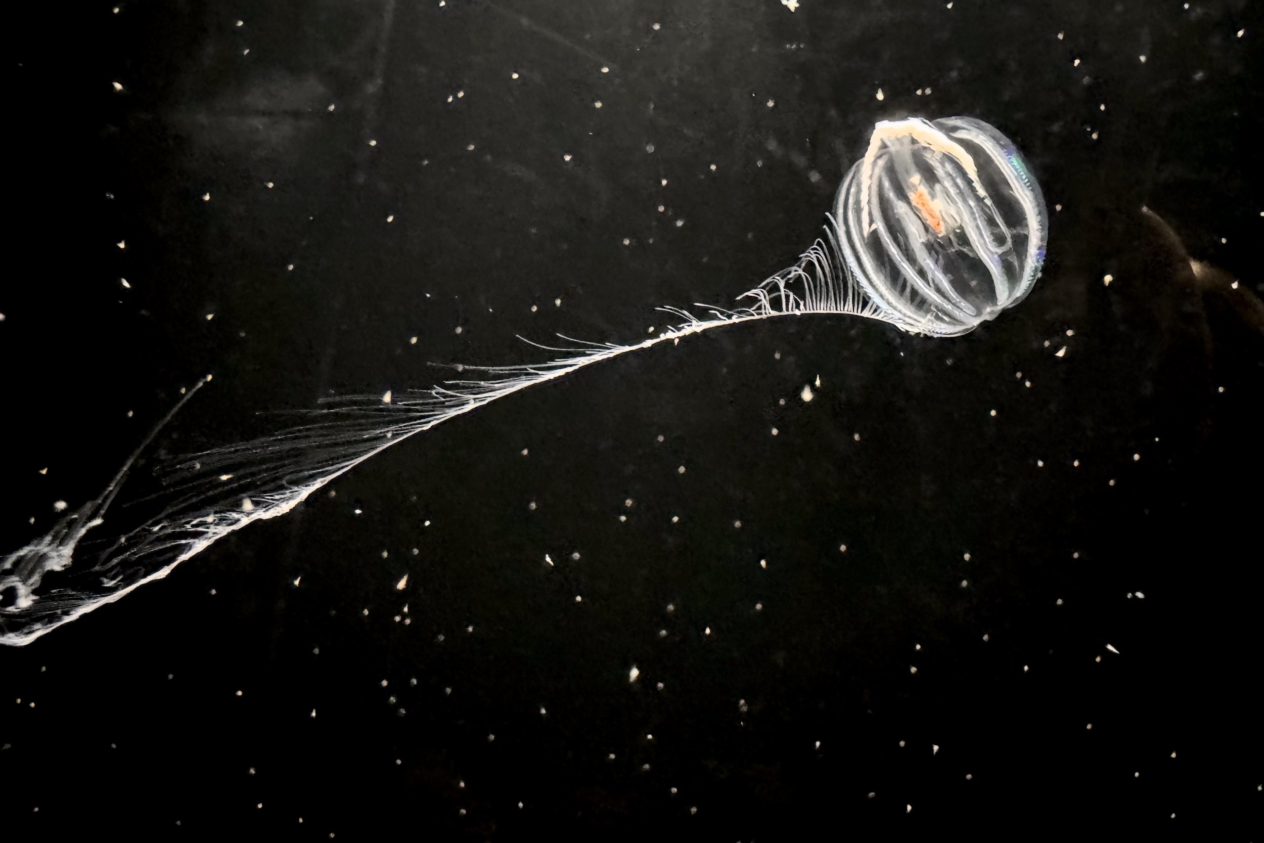 Sea gooseberry