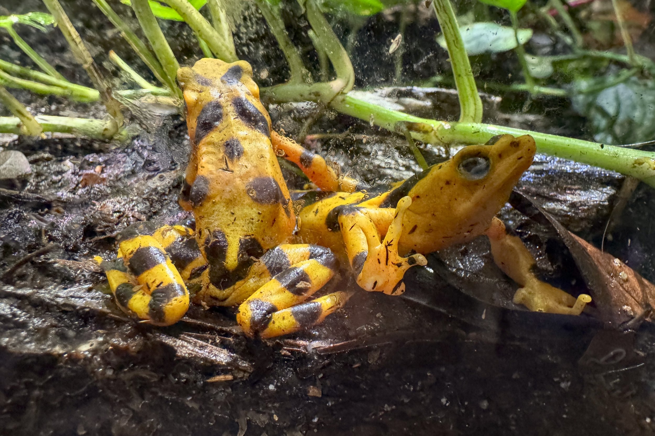 Panamanian golden frog