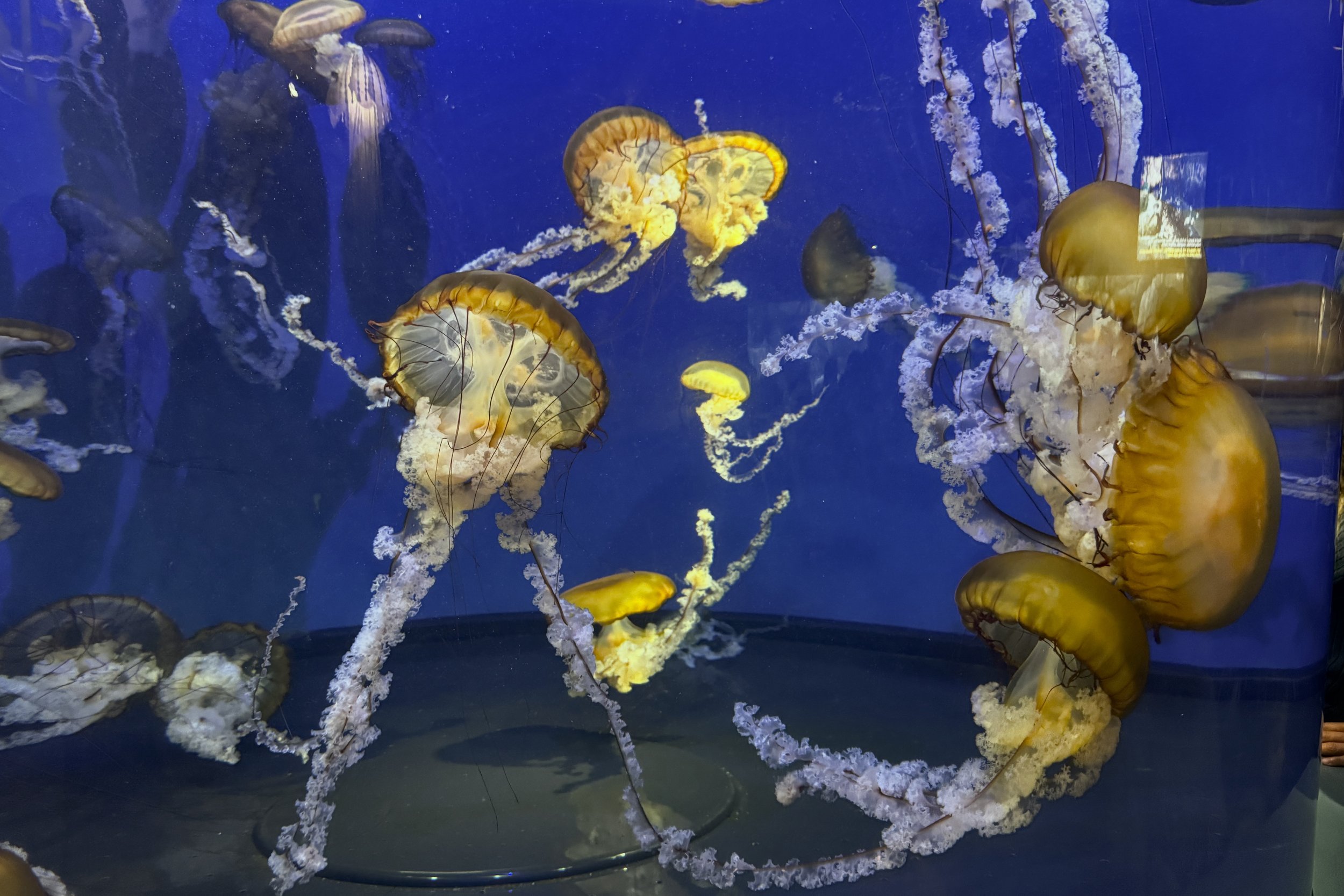 Pacific sea nettle