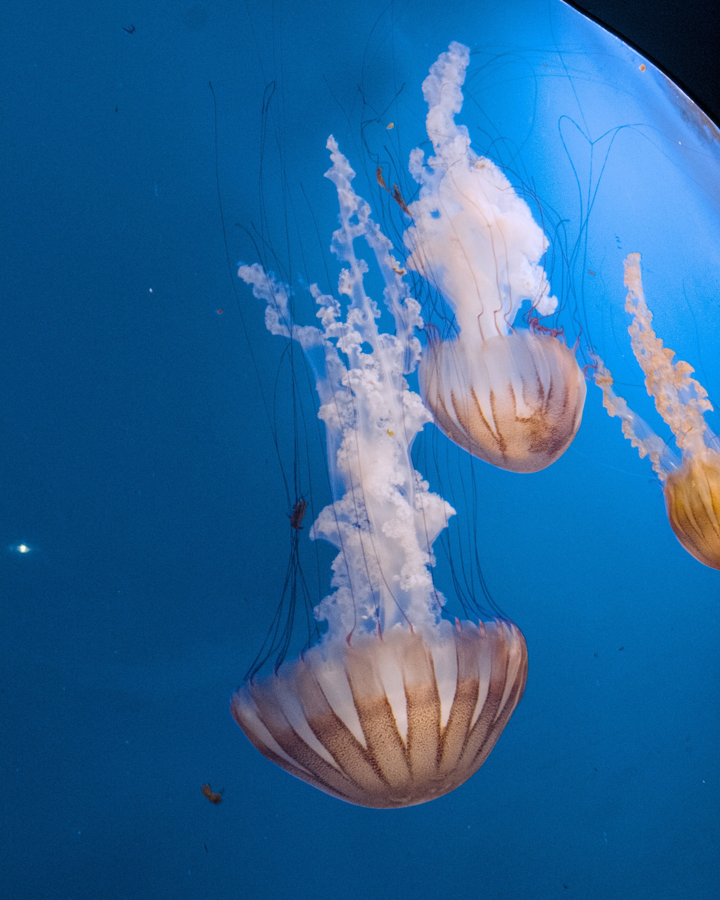 Japanese sea nettle