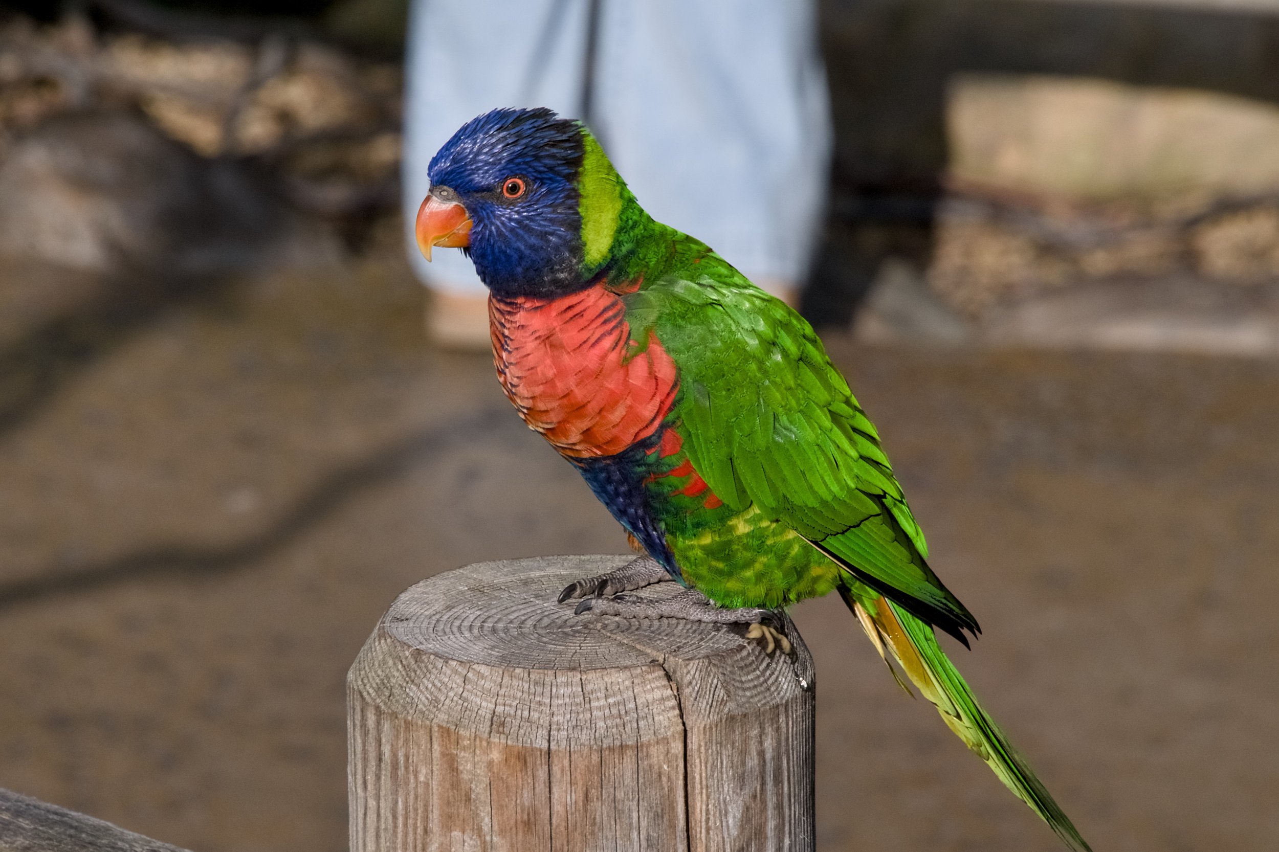 Lorikeet