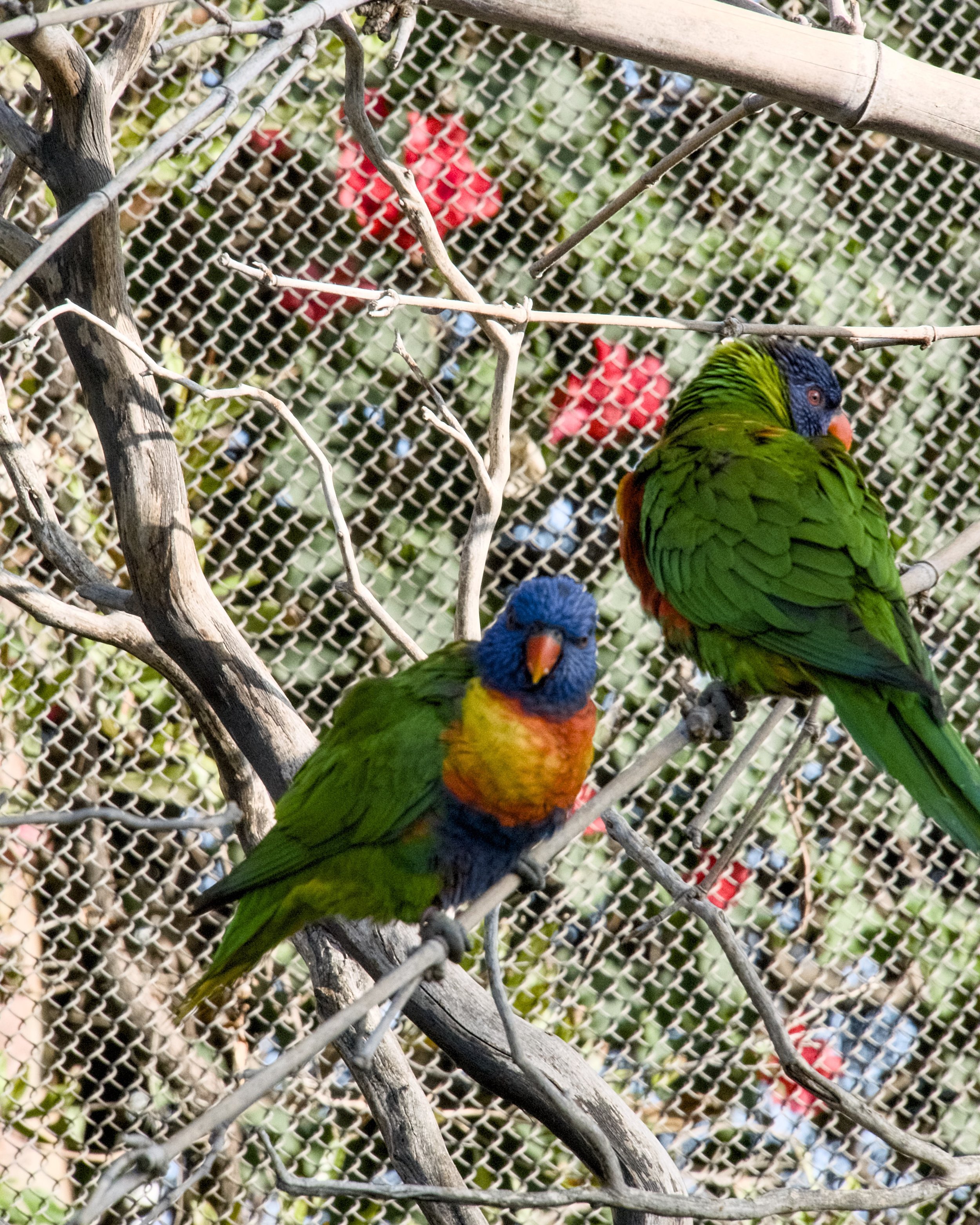 Lorikeet