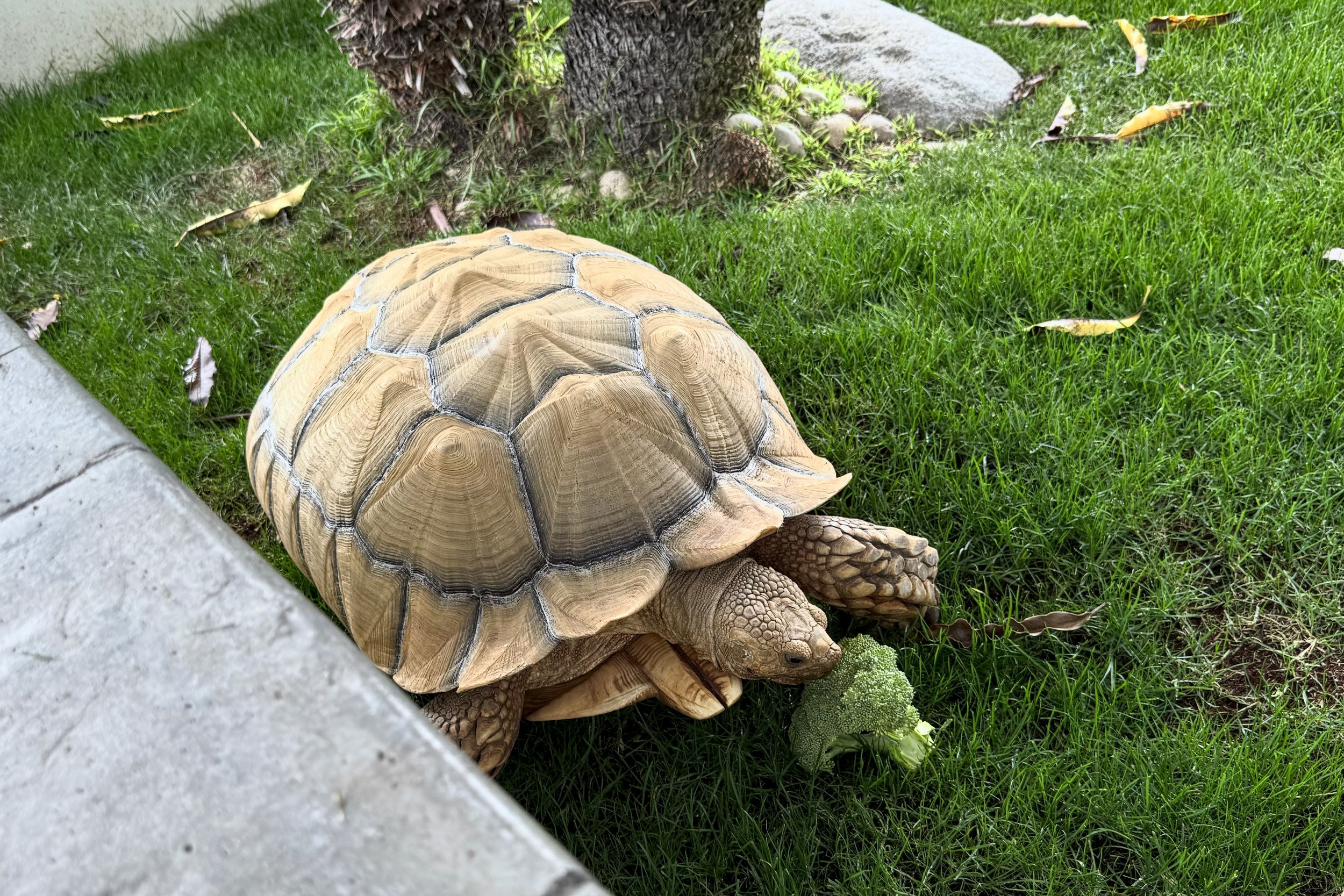 Tortoise