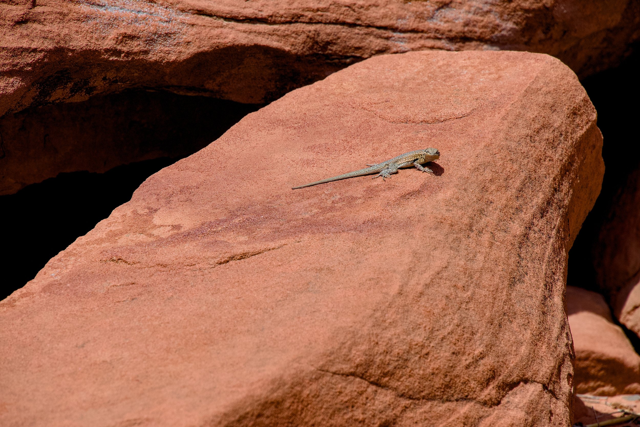 Lizard