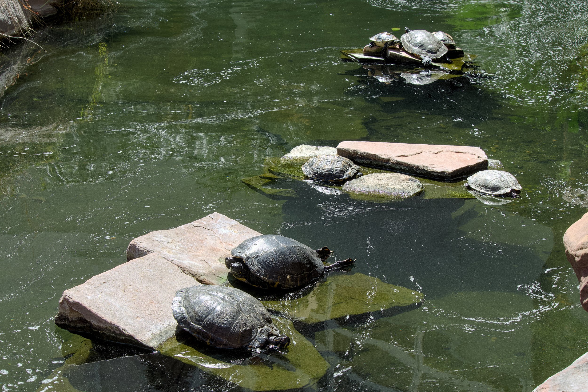Turtles