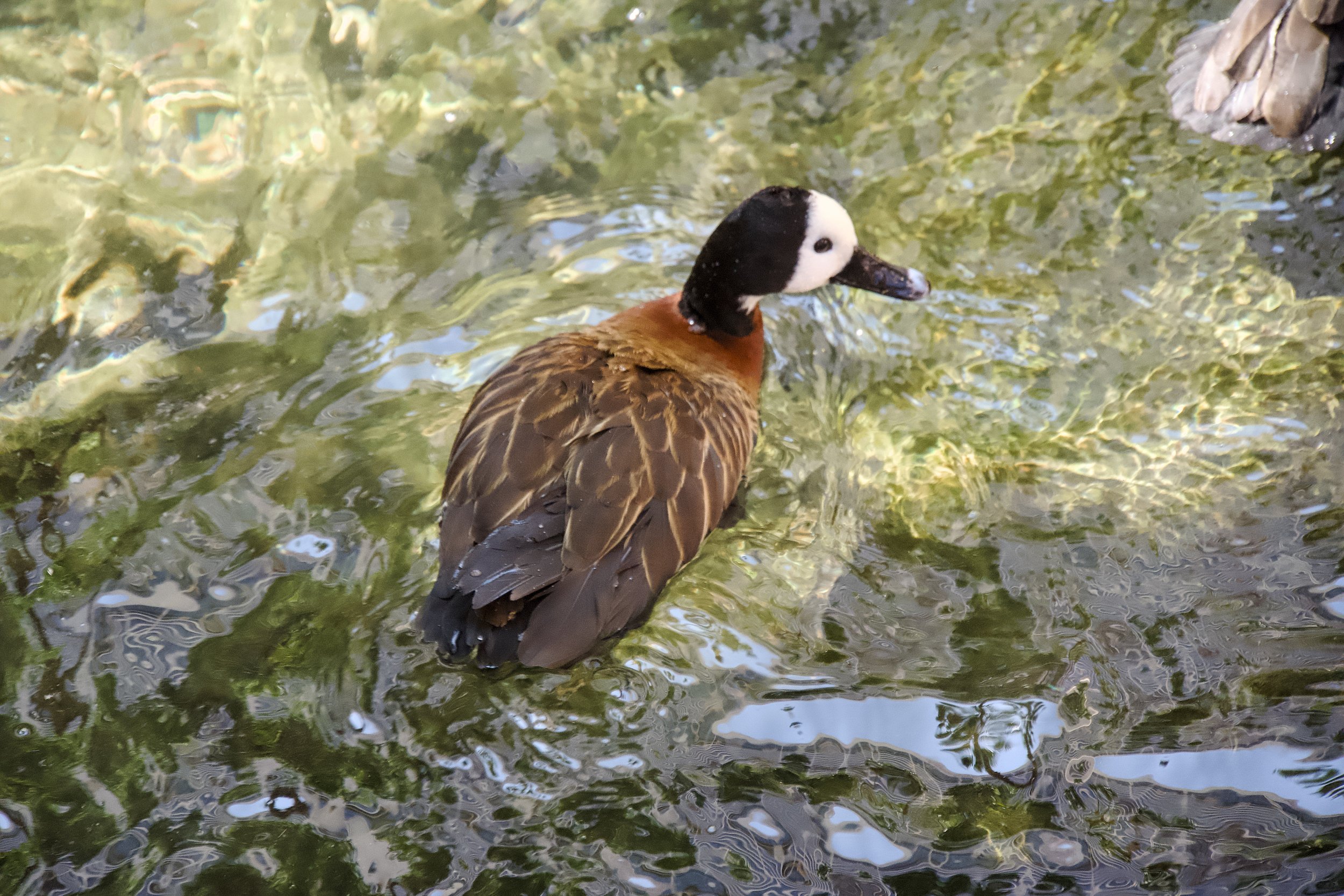 White-faced whistling duck
