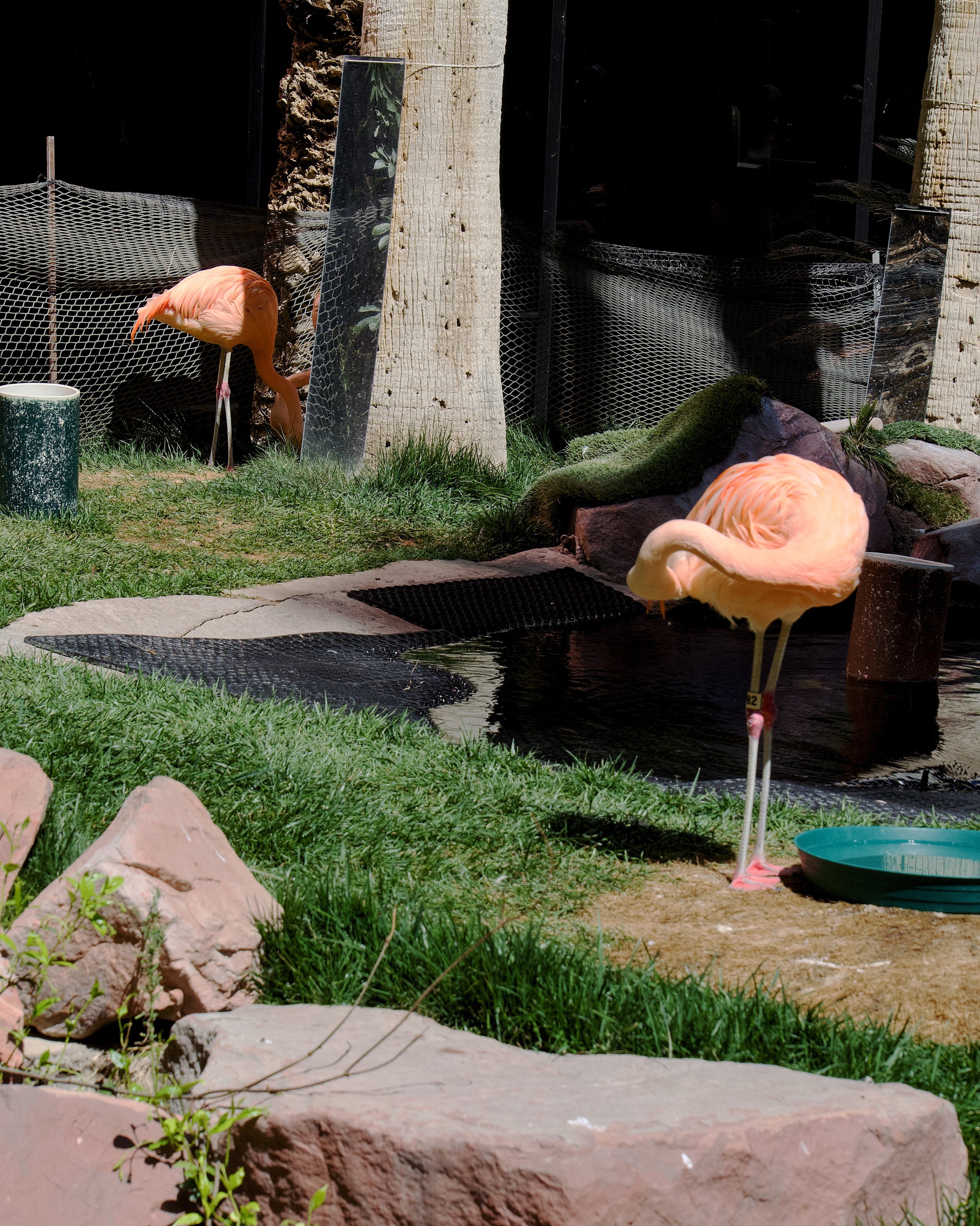 Flamingo