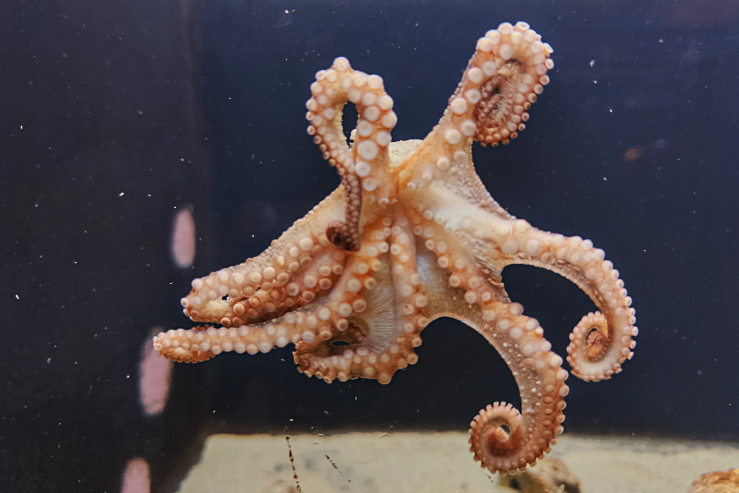 Oregon Coast, 7-Jul