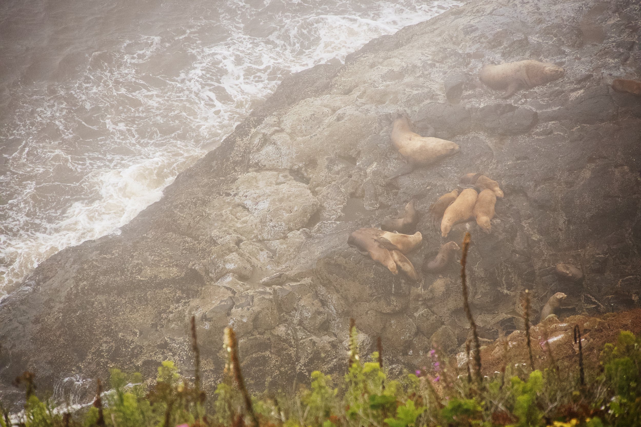 Sea lions along shore