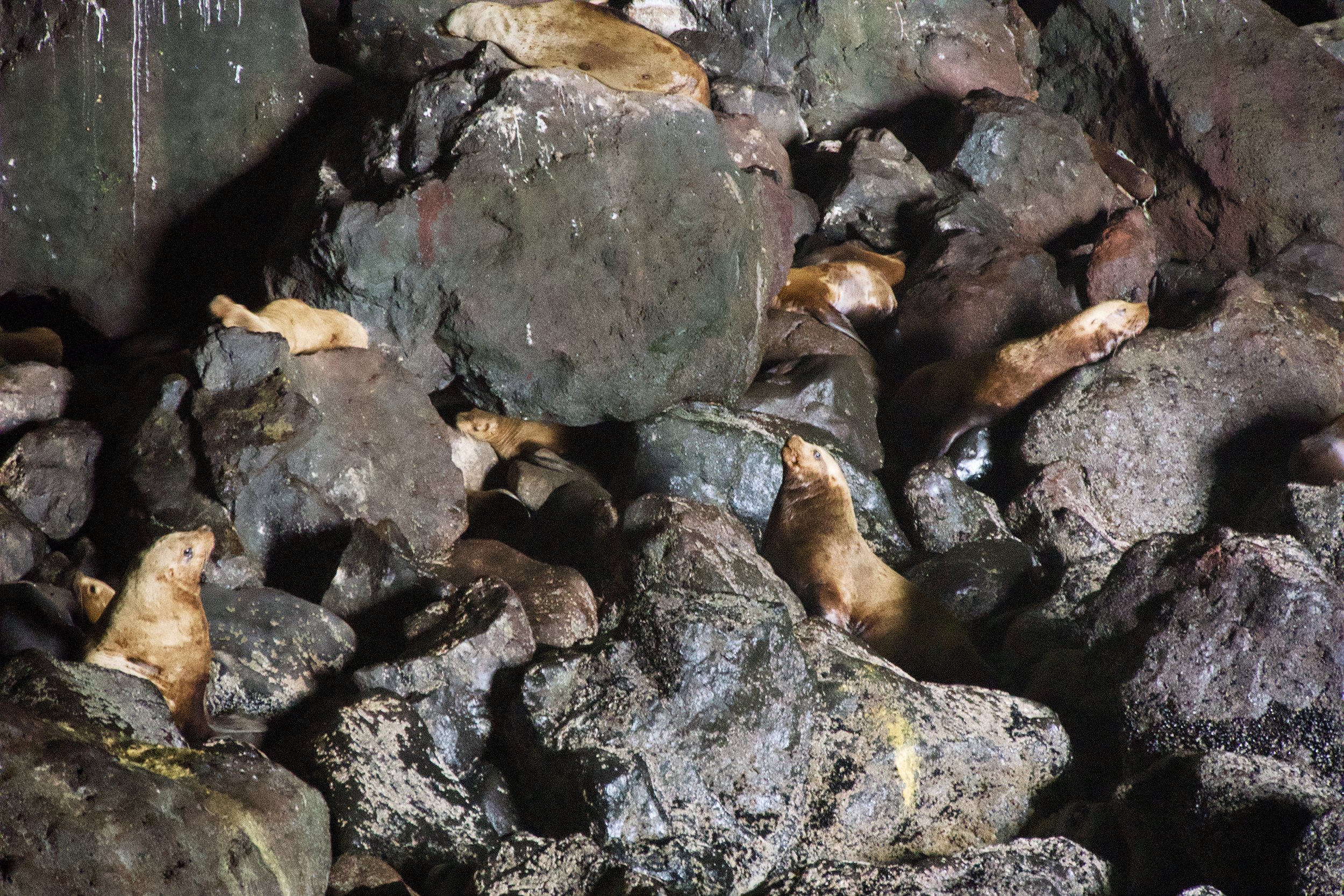 Sea lions on cave floor