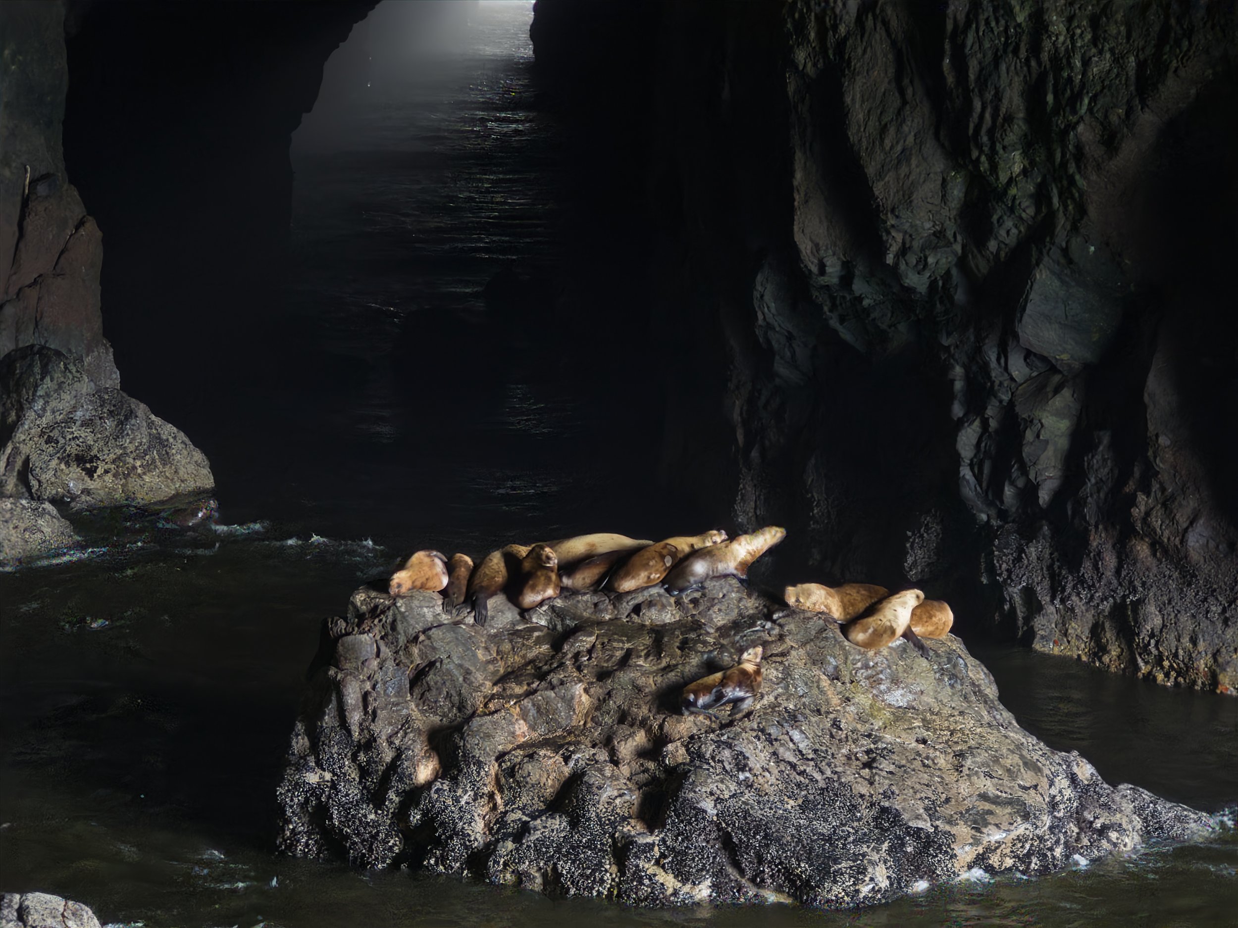 Sea lions on rock in cave