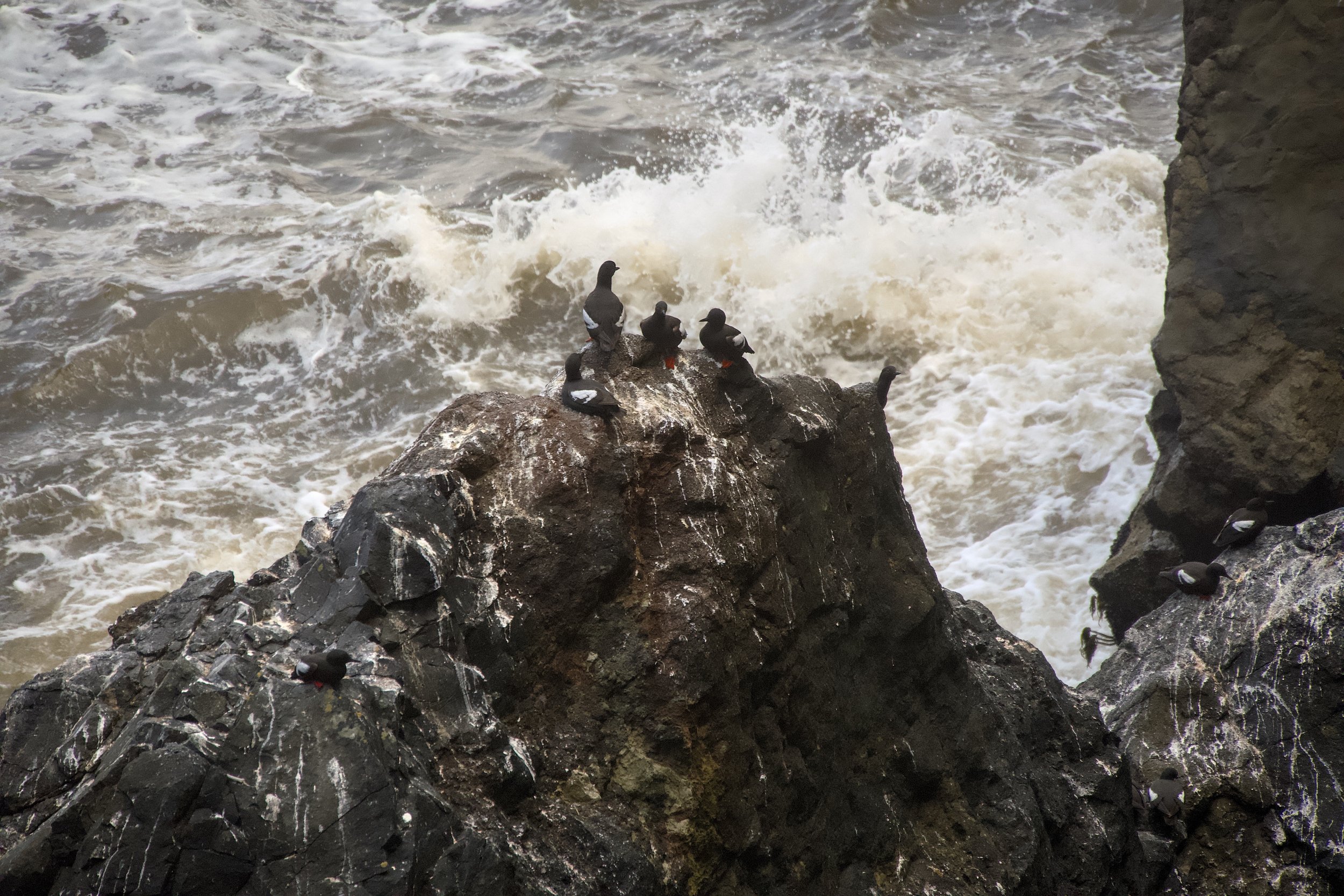 Cormorants
