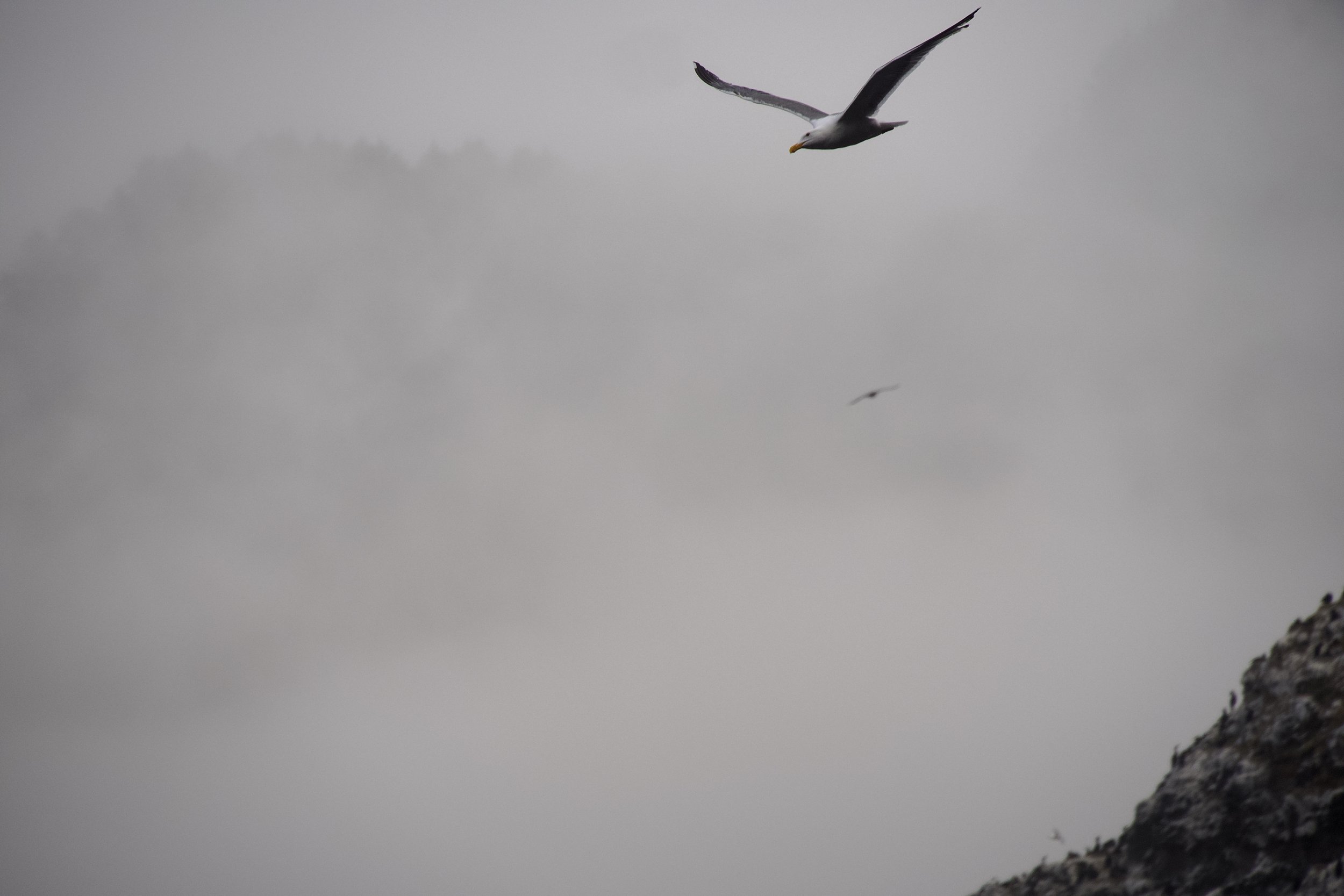 Gull