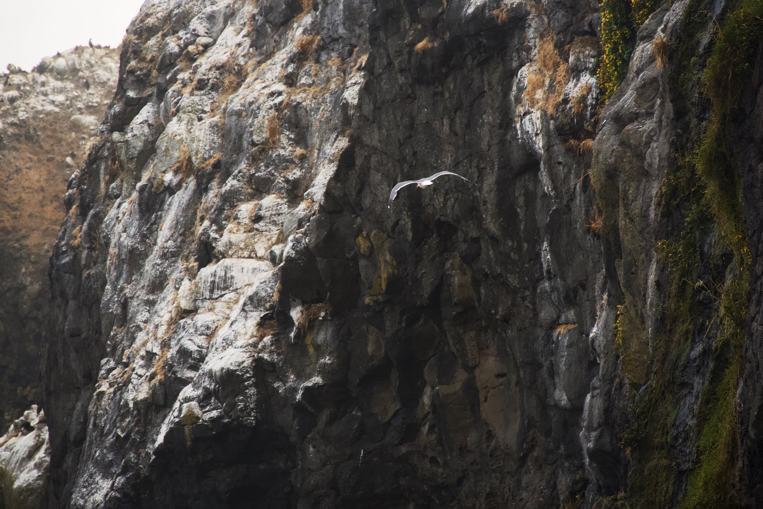 Gull