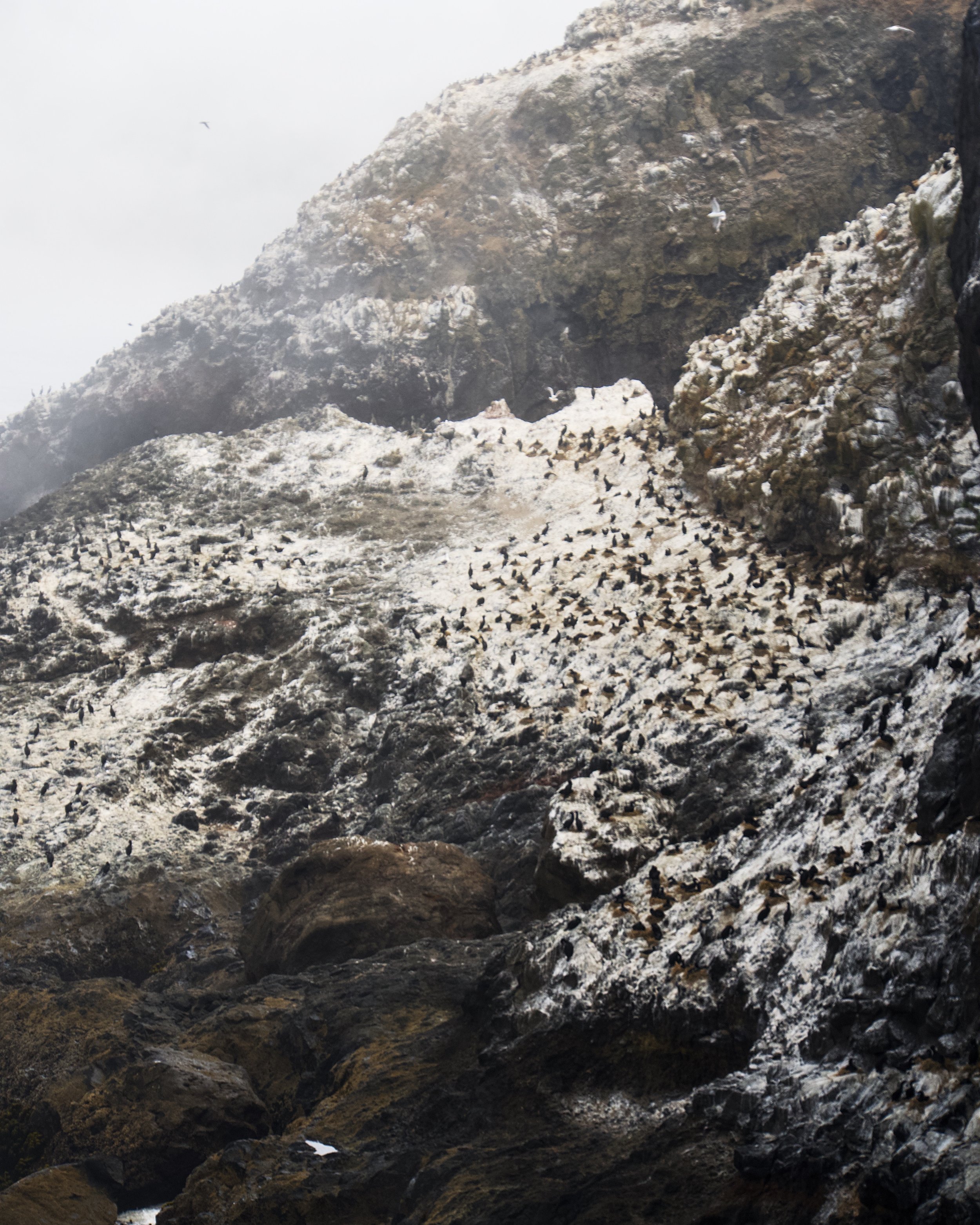 Cormorants