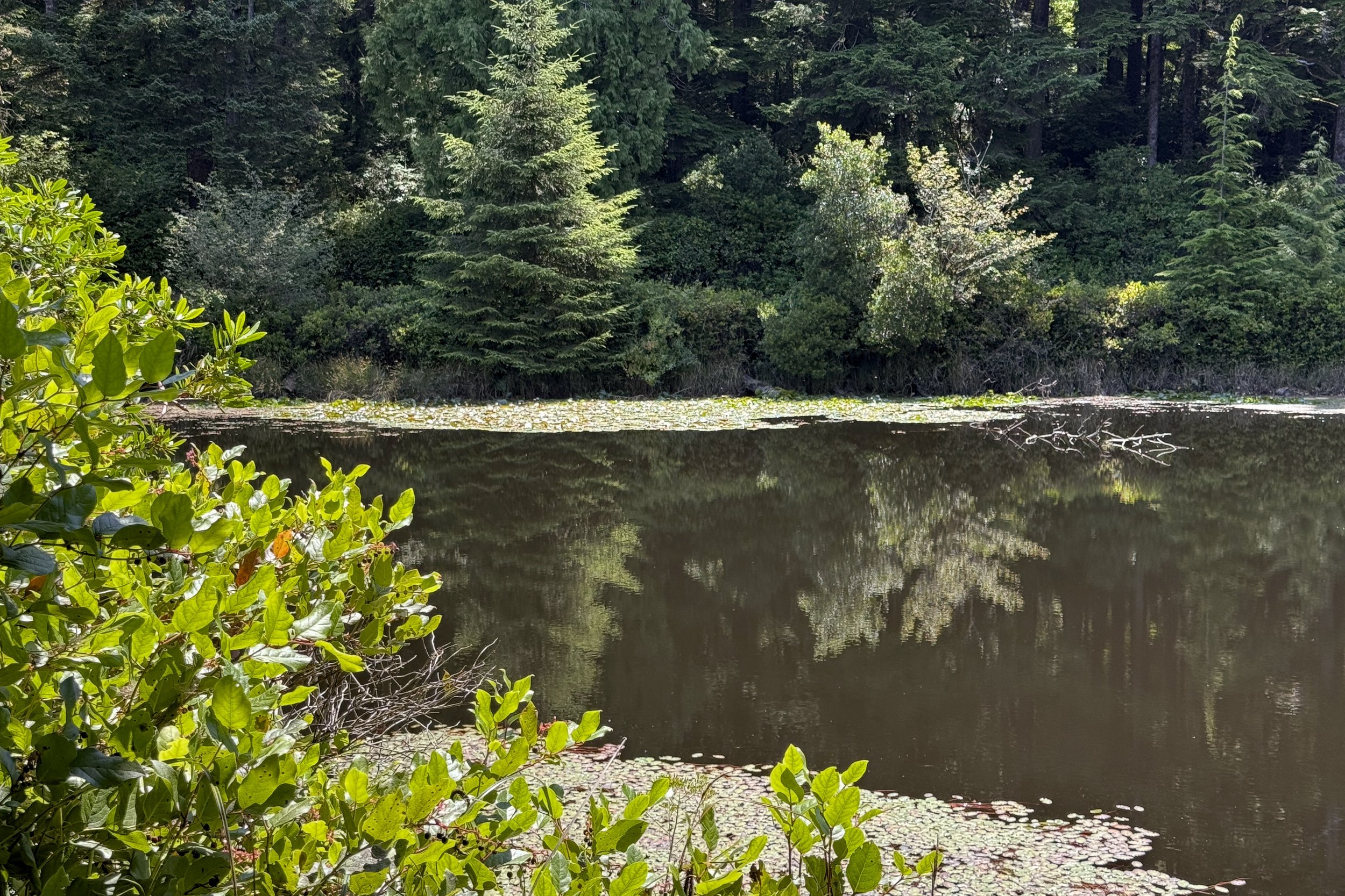 Lilly Lake