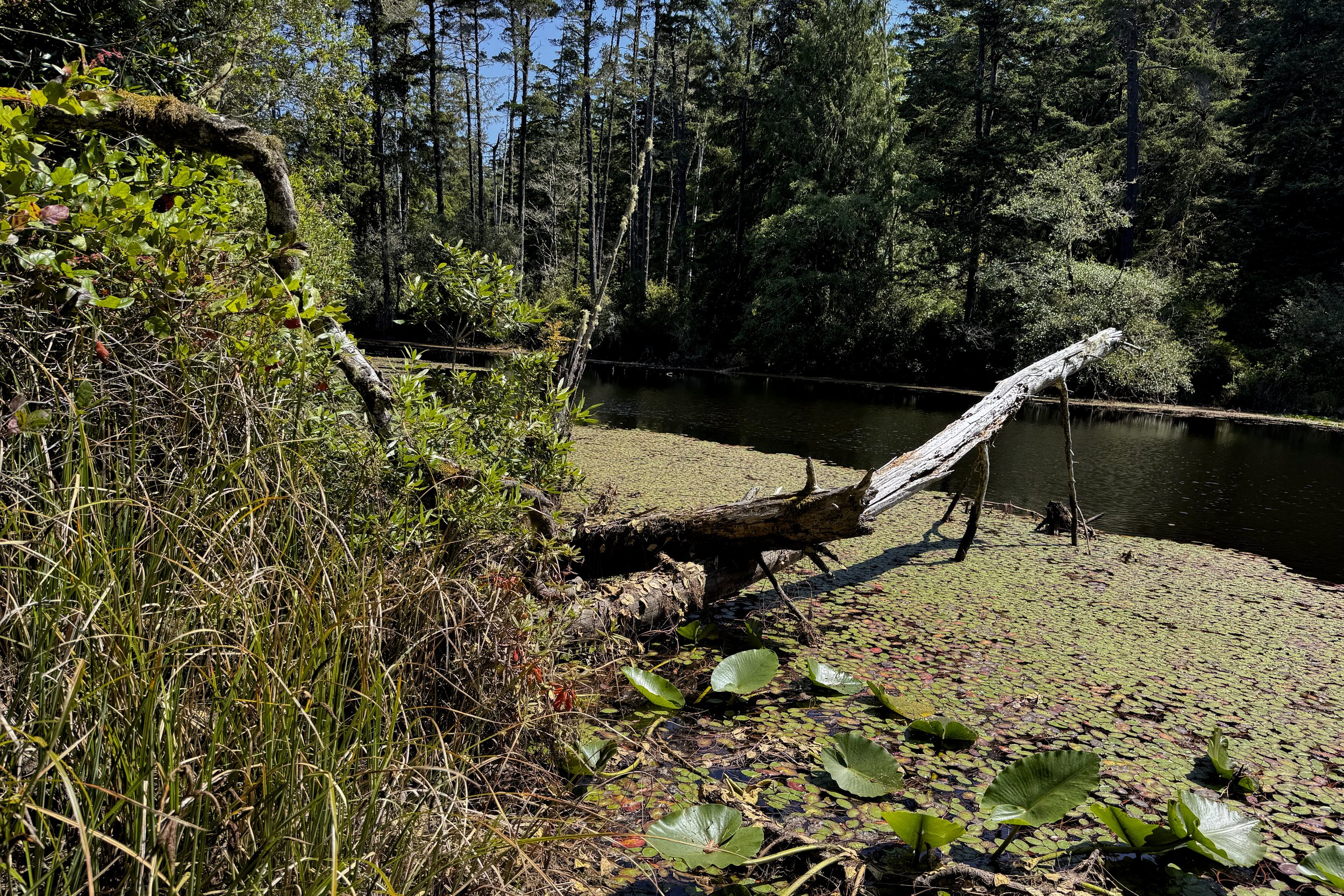 Lilly Lake