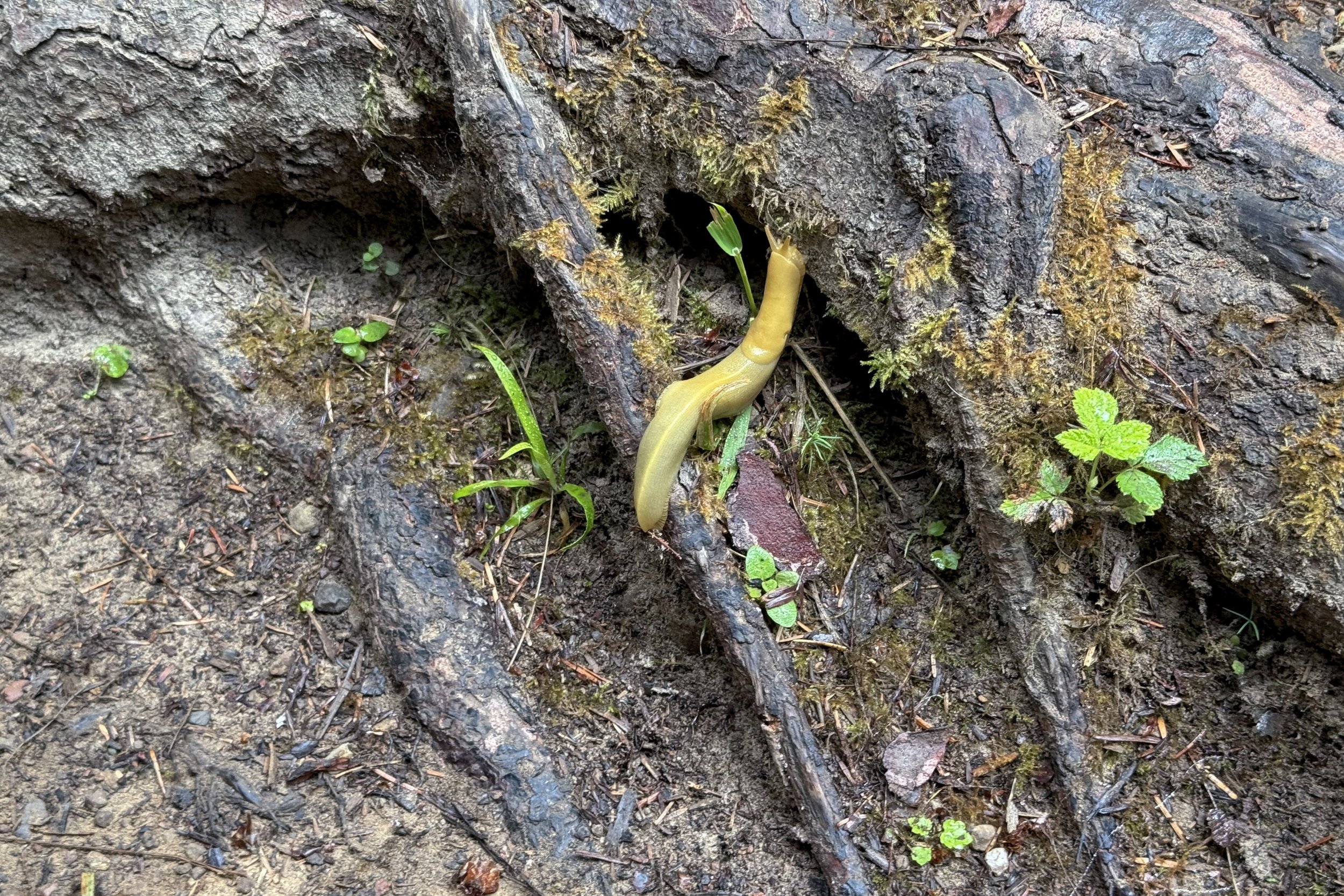 Banana slug