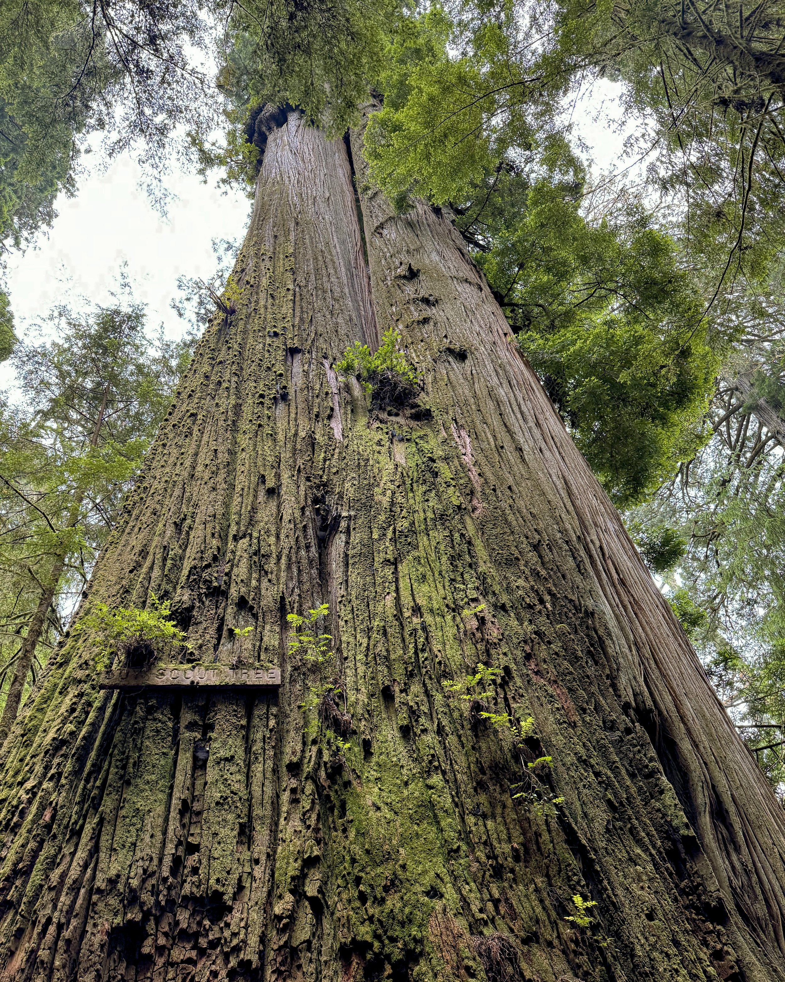 Boy Scout Tree