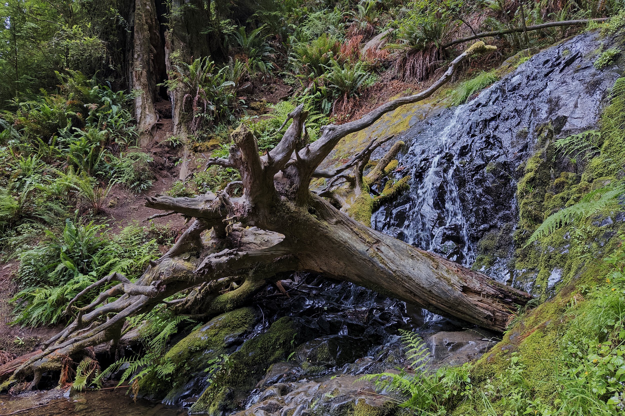 Fern Falls