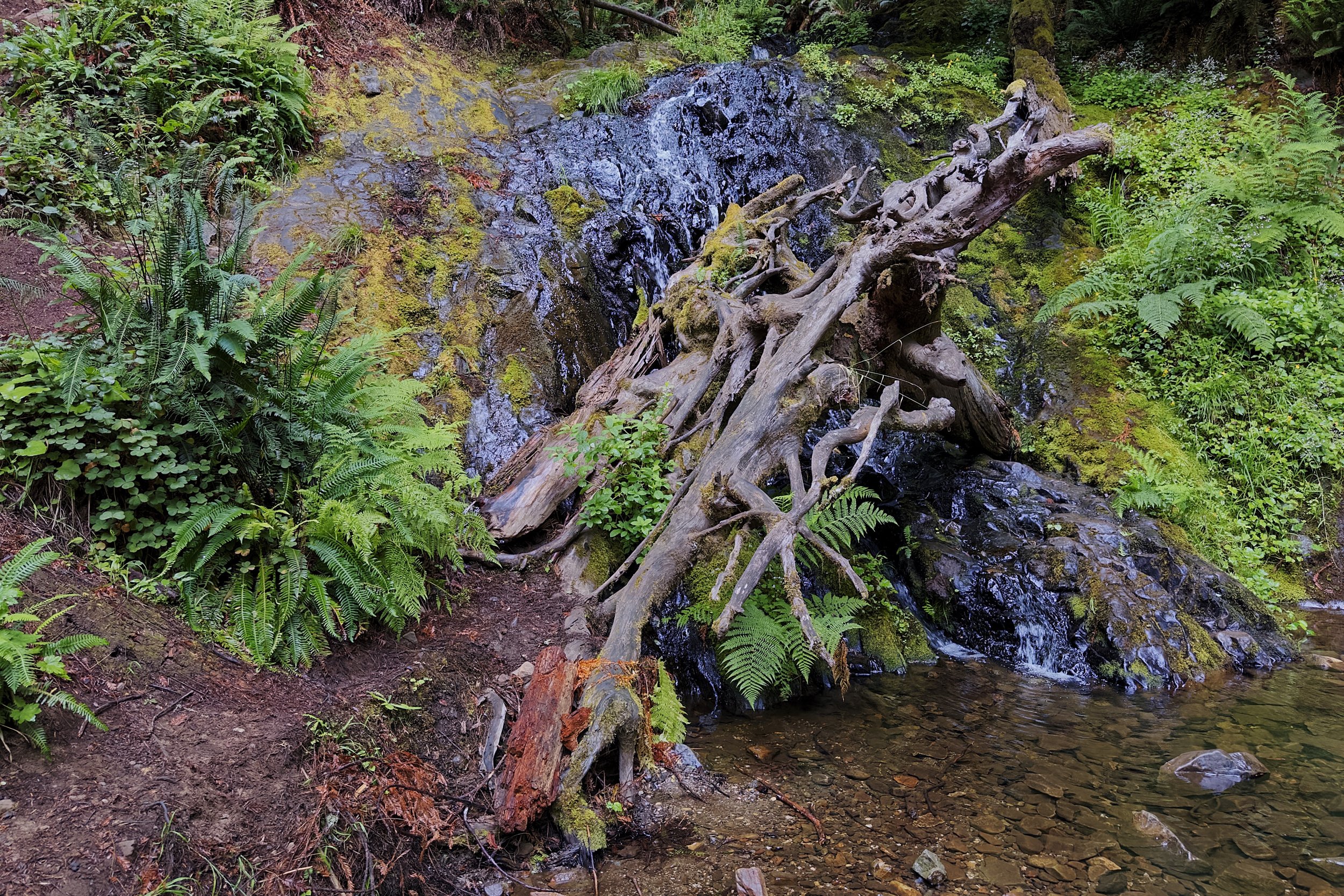 Fern Falls