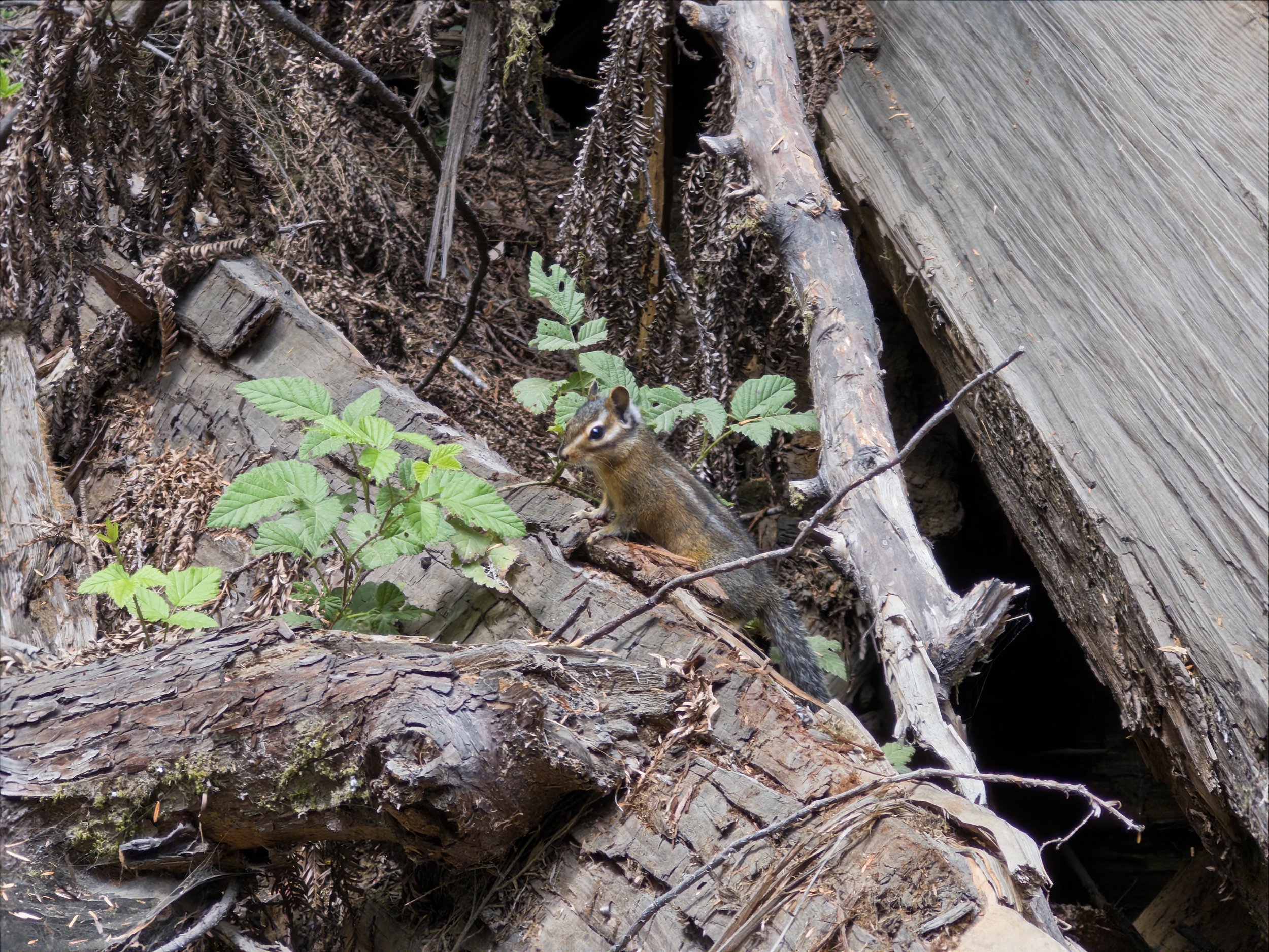 Chipmunk