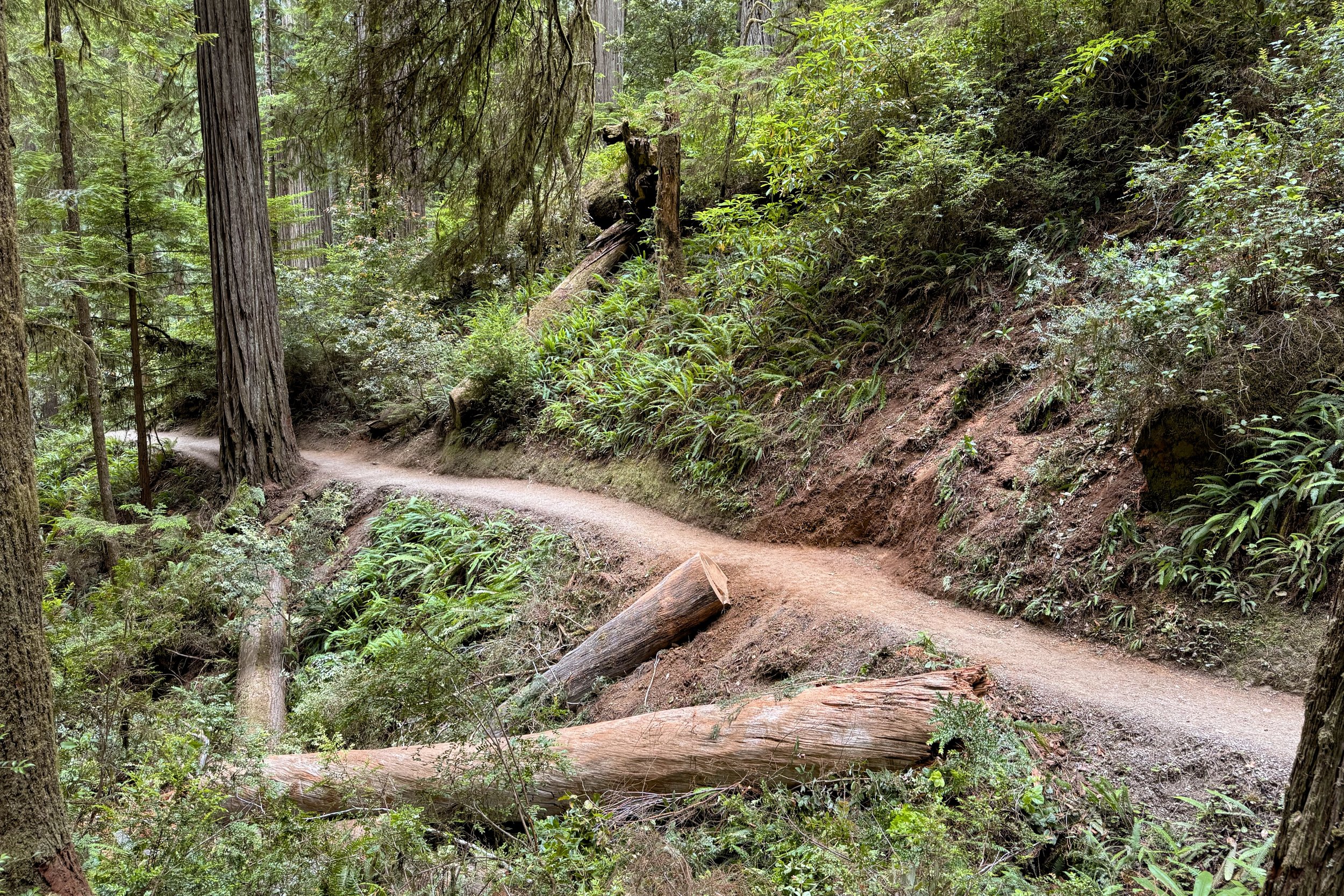 Tree that was recently cleared from trail