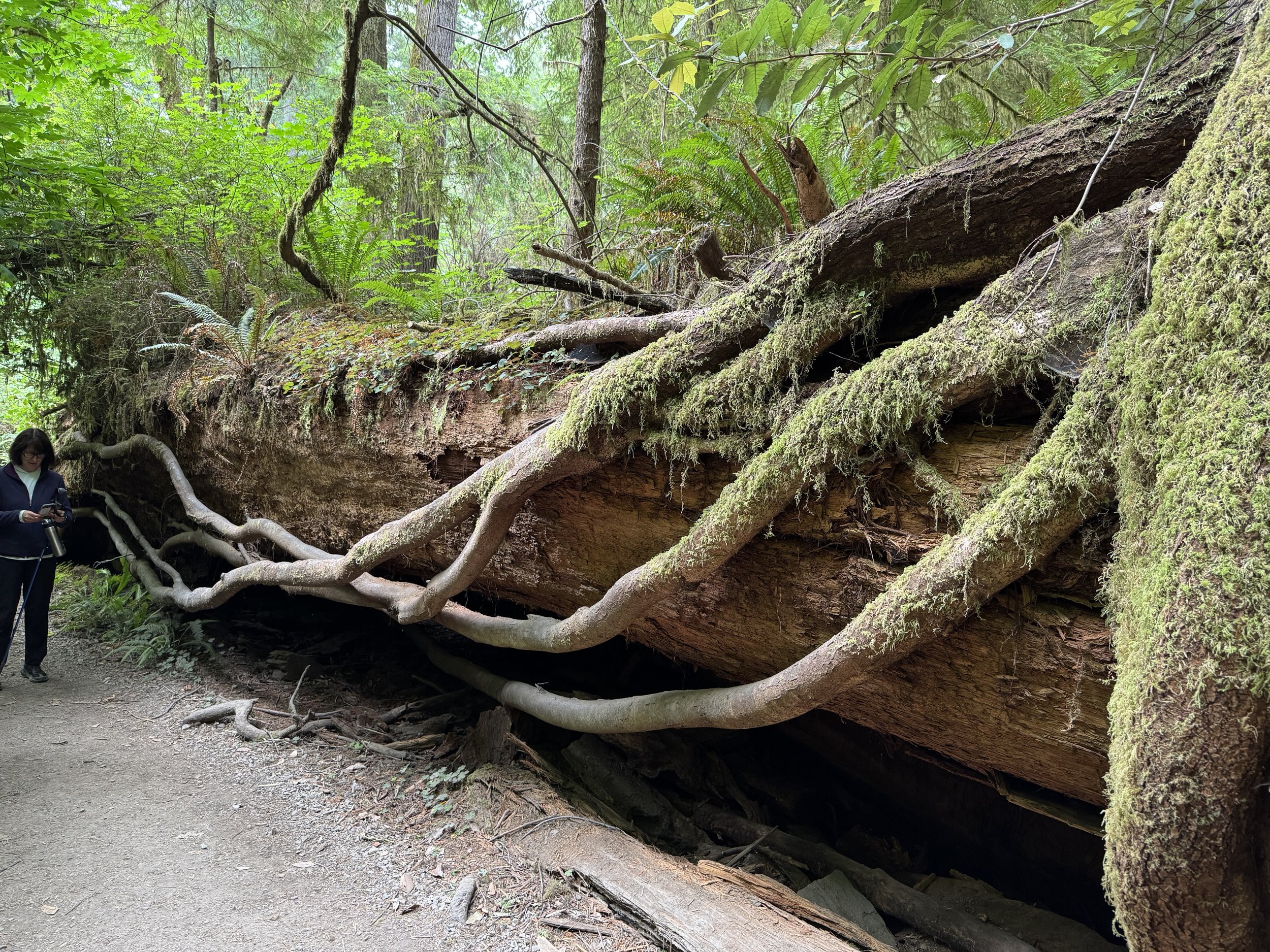 Redwood National Park, 9-Jul