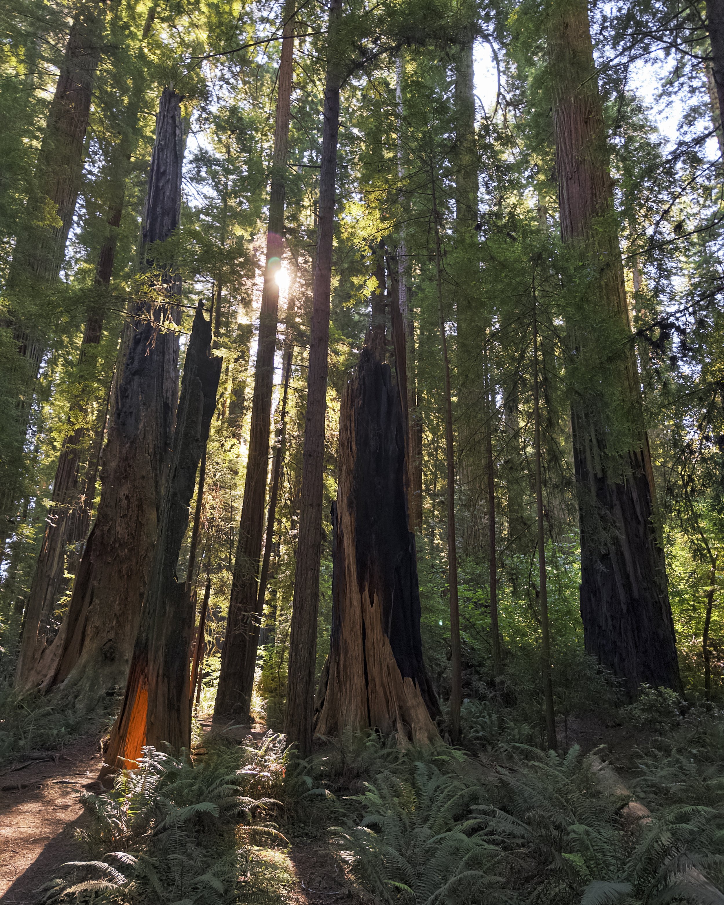 Stout Memorial Grove