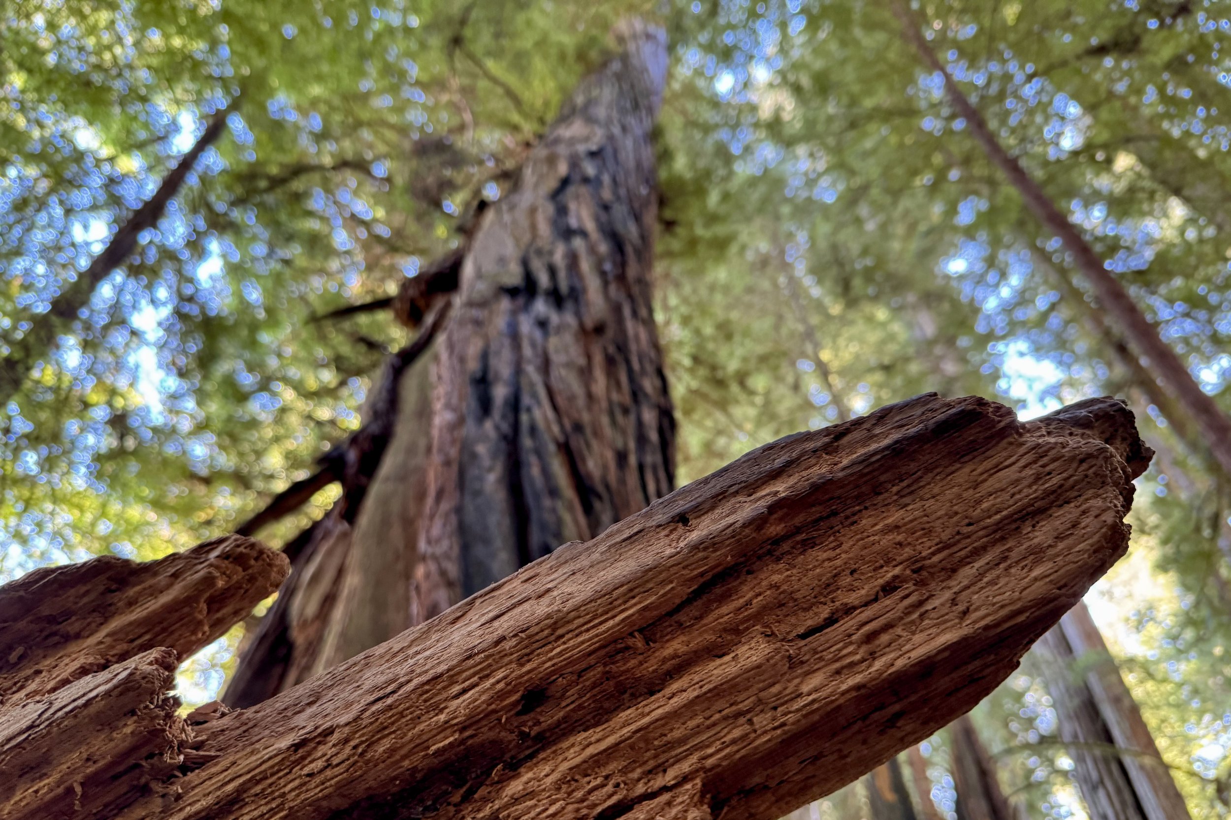 Stout Memorial Grove