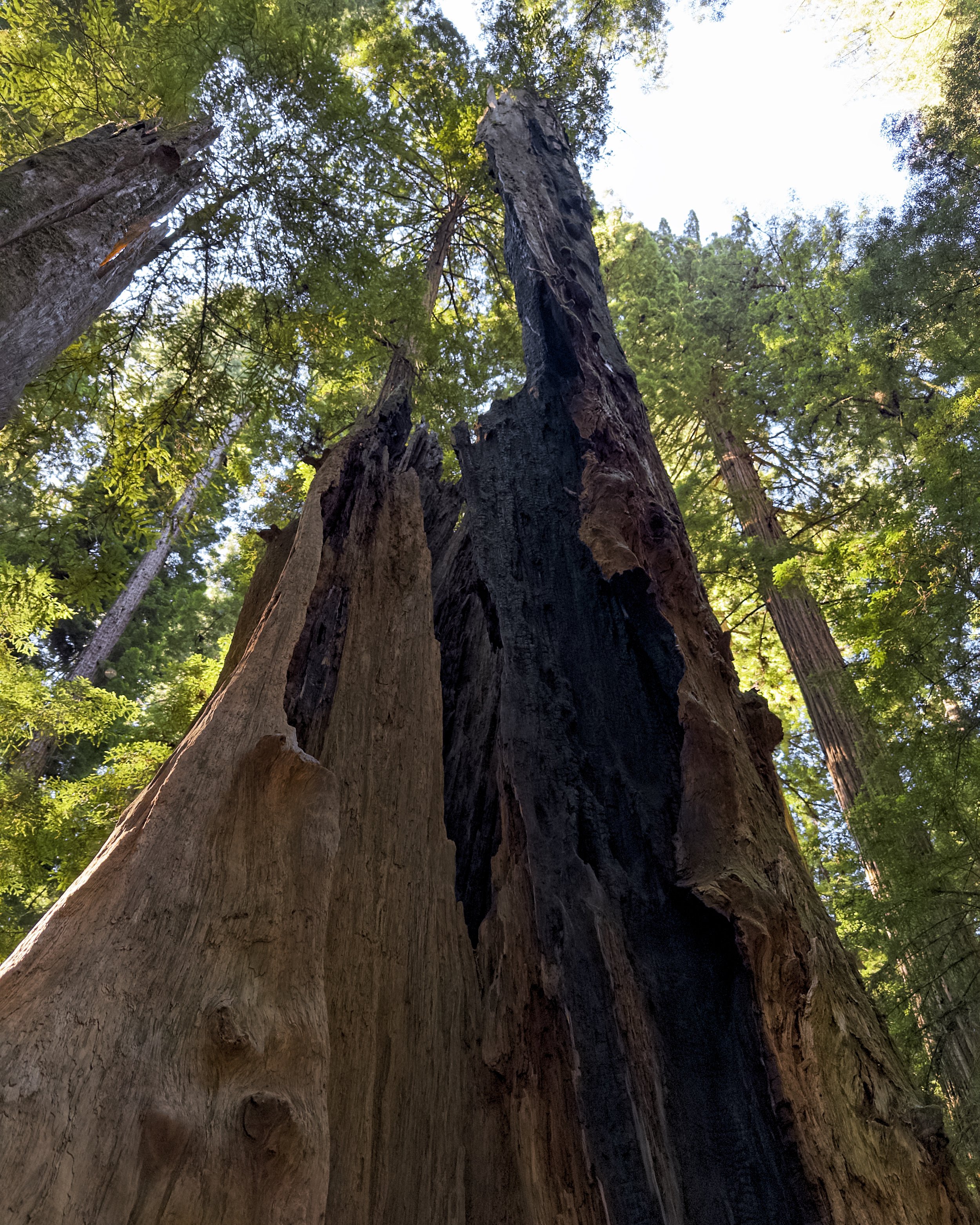 Stout Memorial Grove