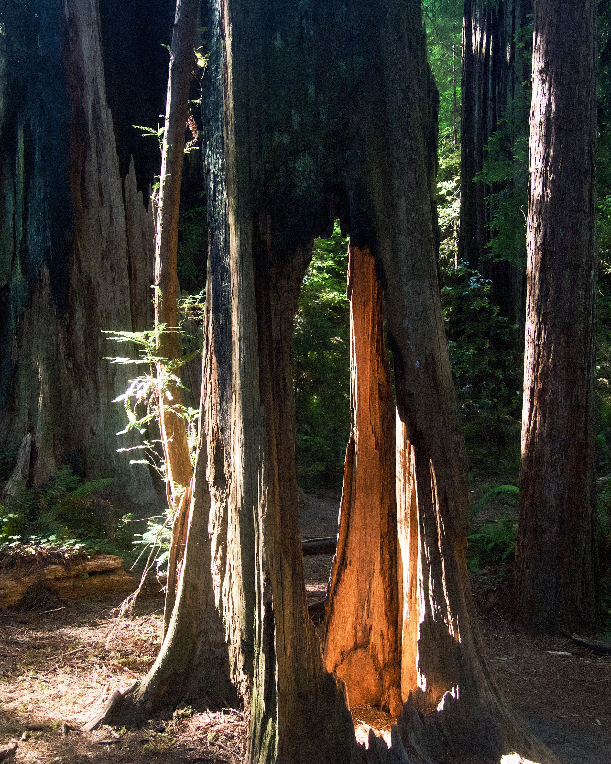 Stout Memorial Grove