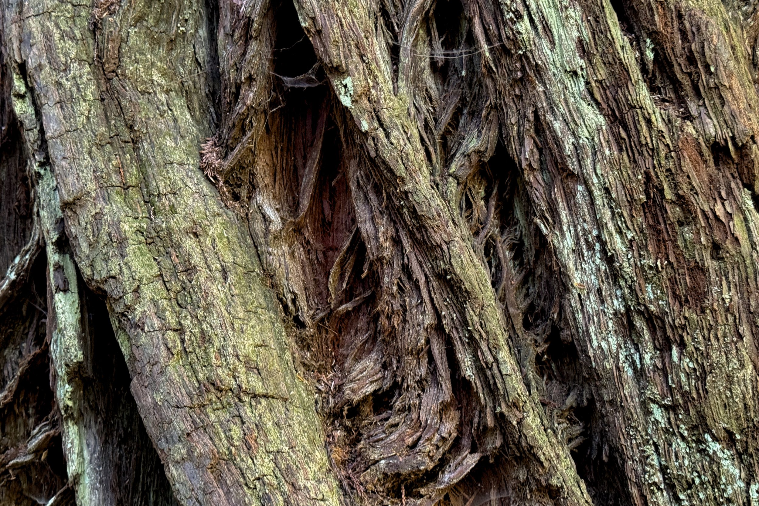 Redwood bark