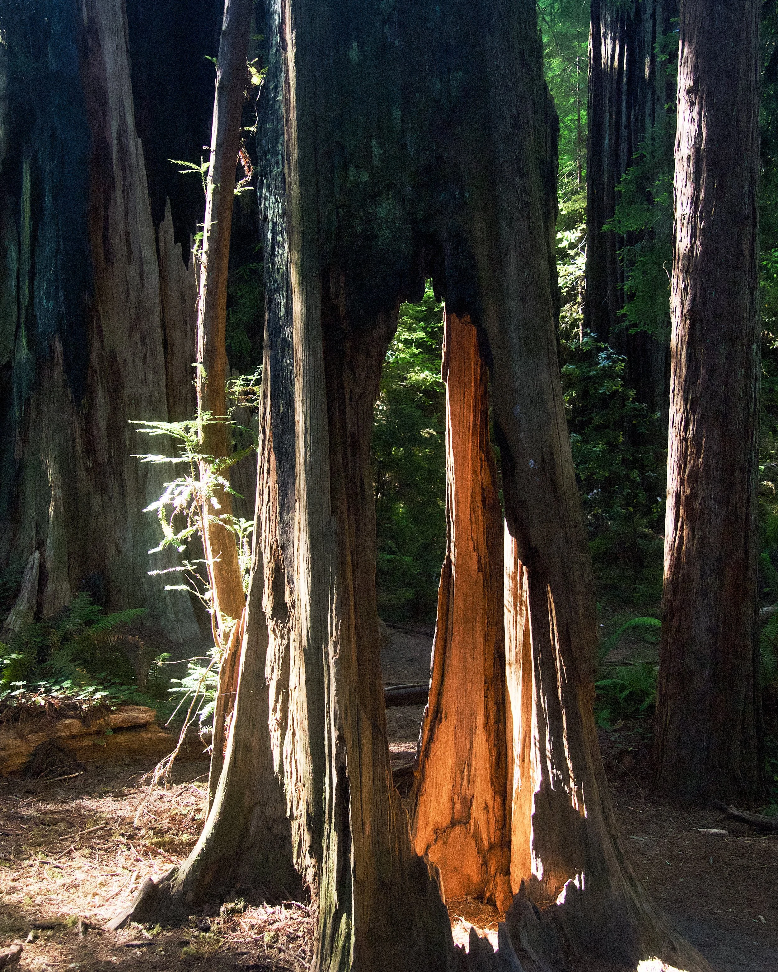 Redwood National Park, 10-Jul