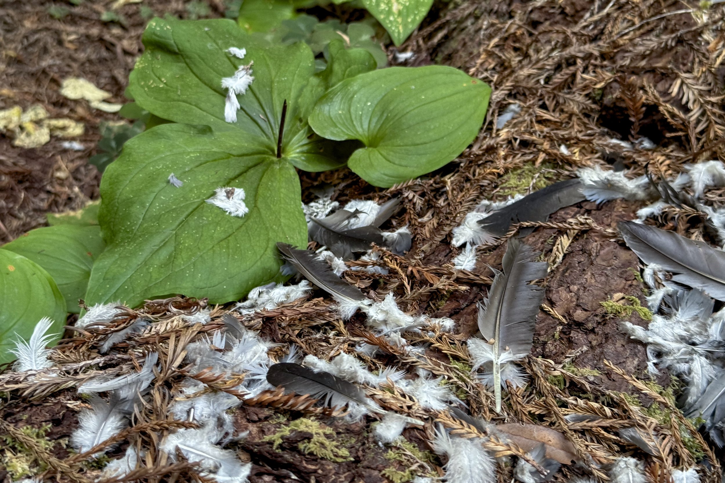 Pigeon feathers