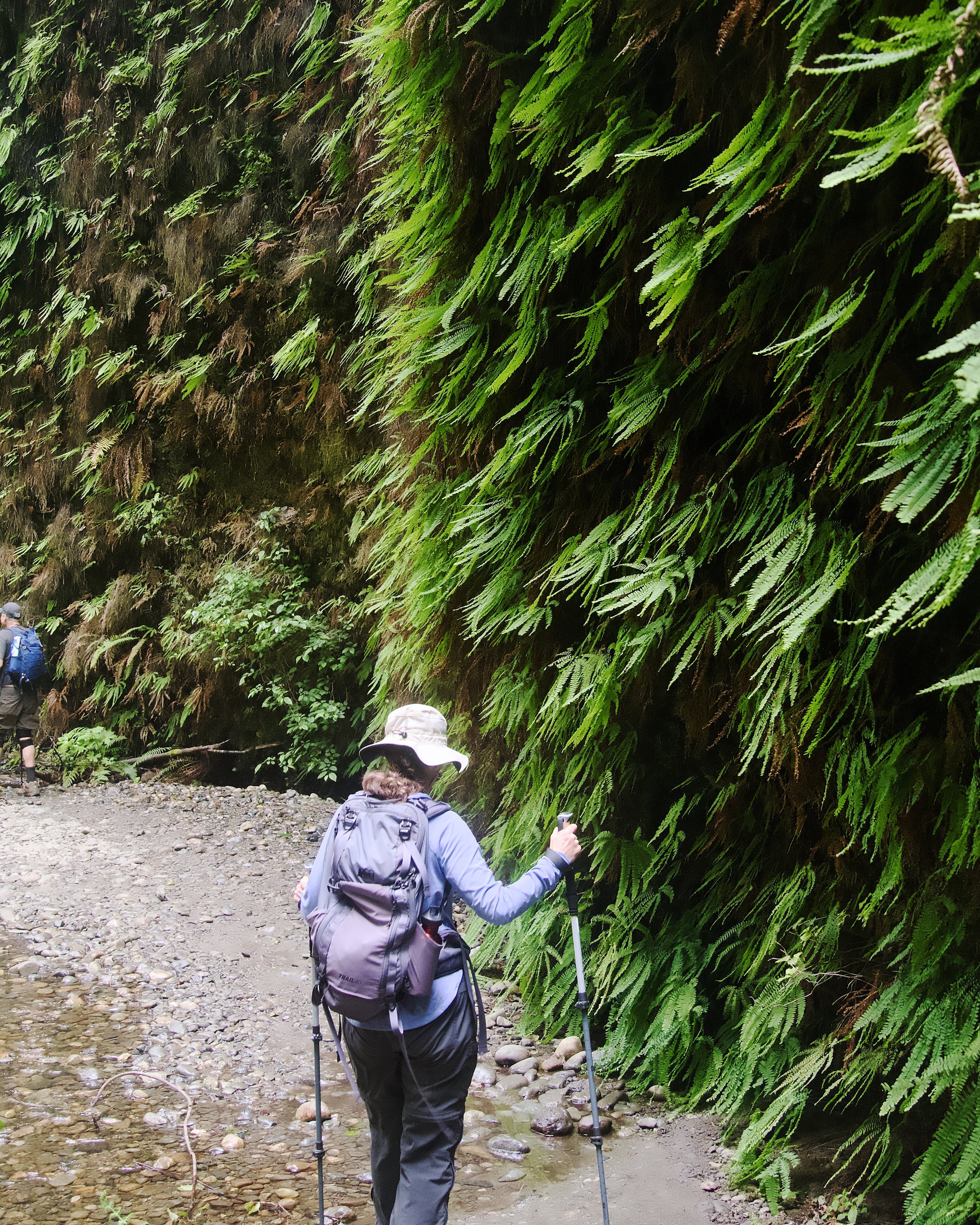 Fern Canyon