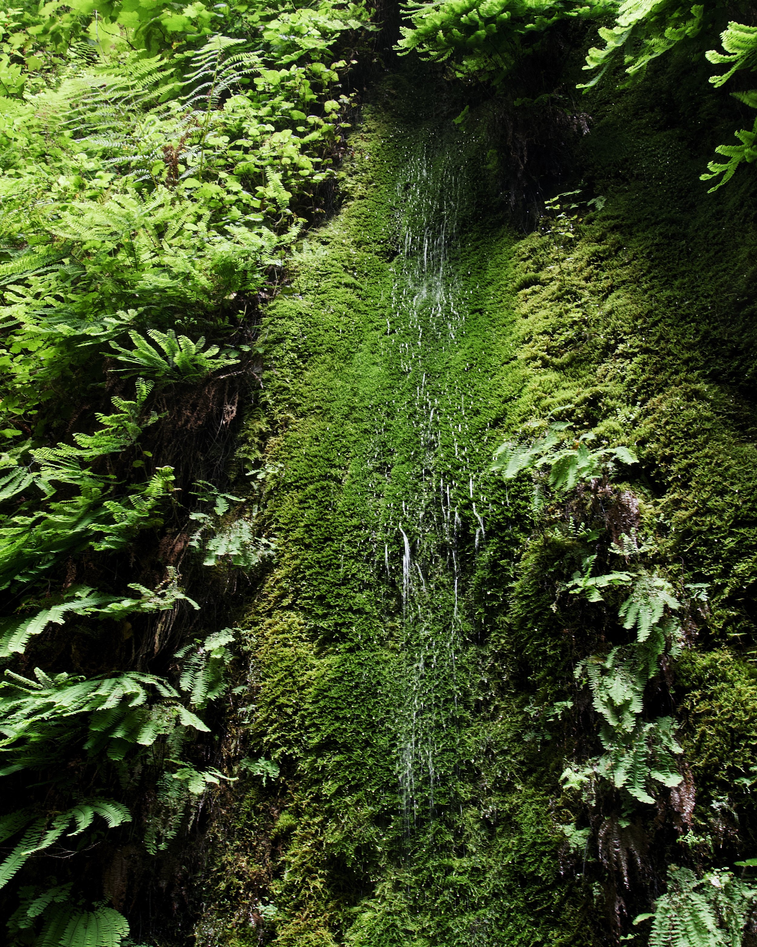 Water dripping down moss
