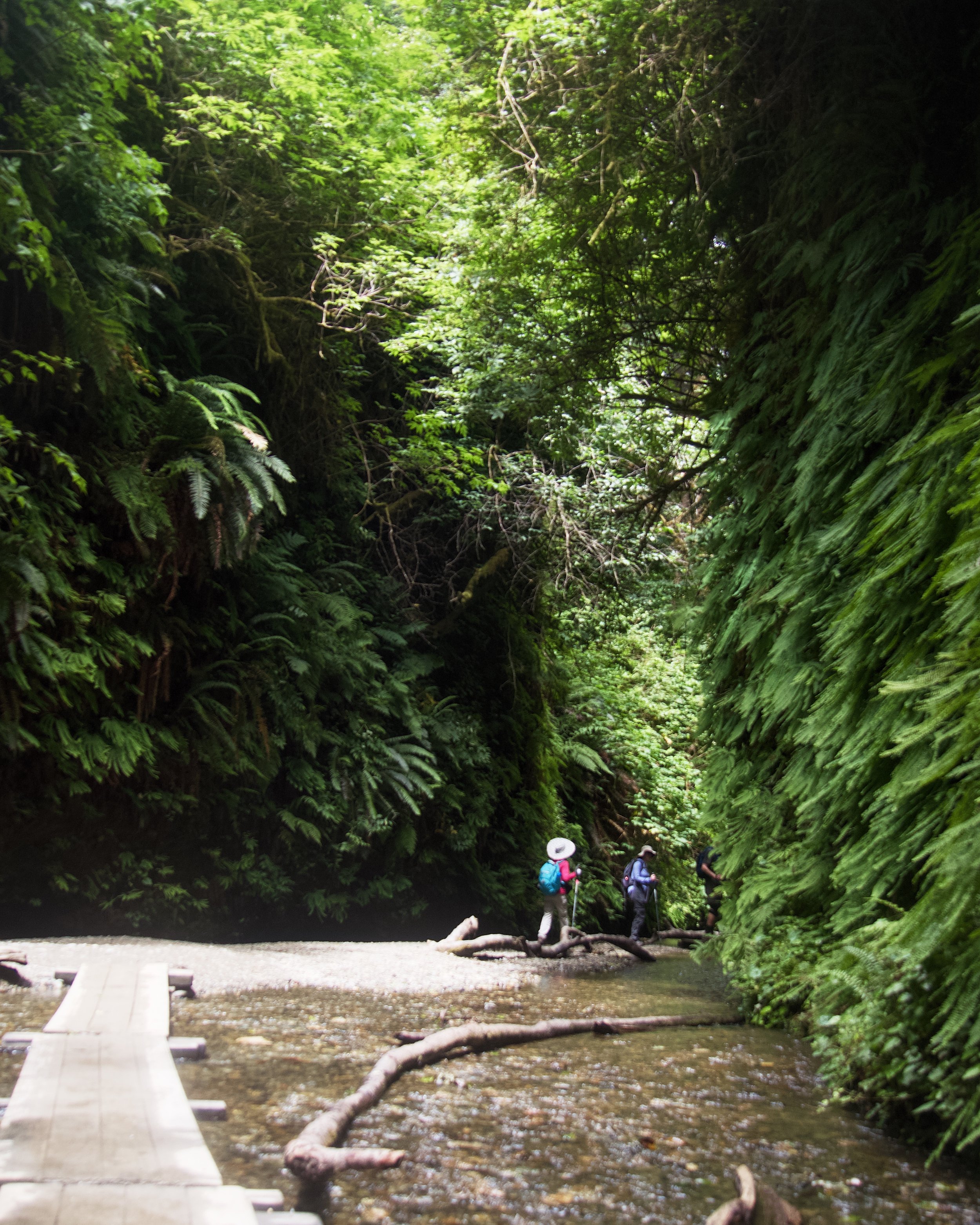 Fern Canyon