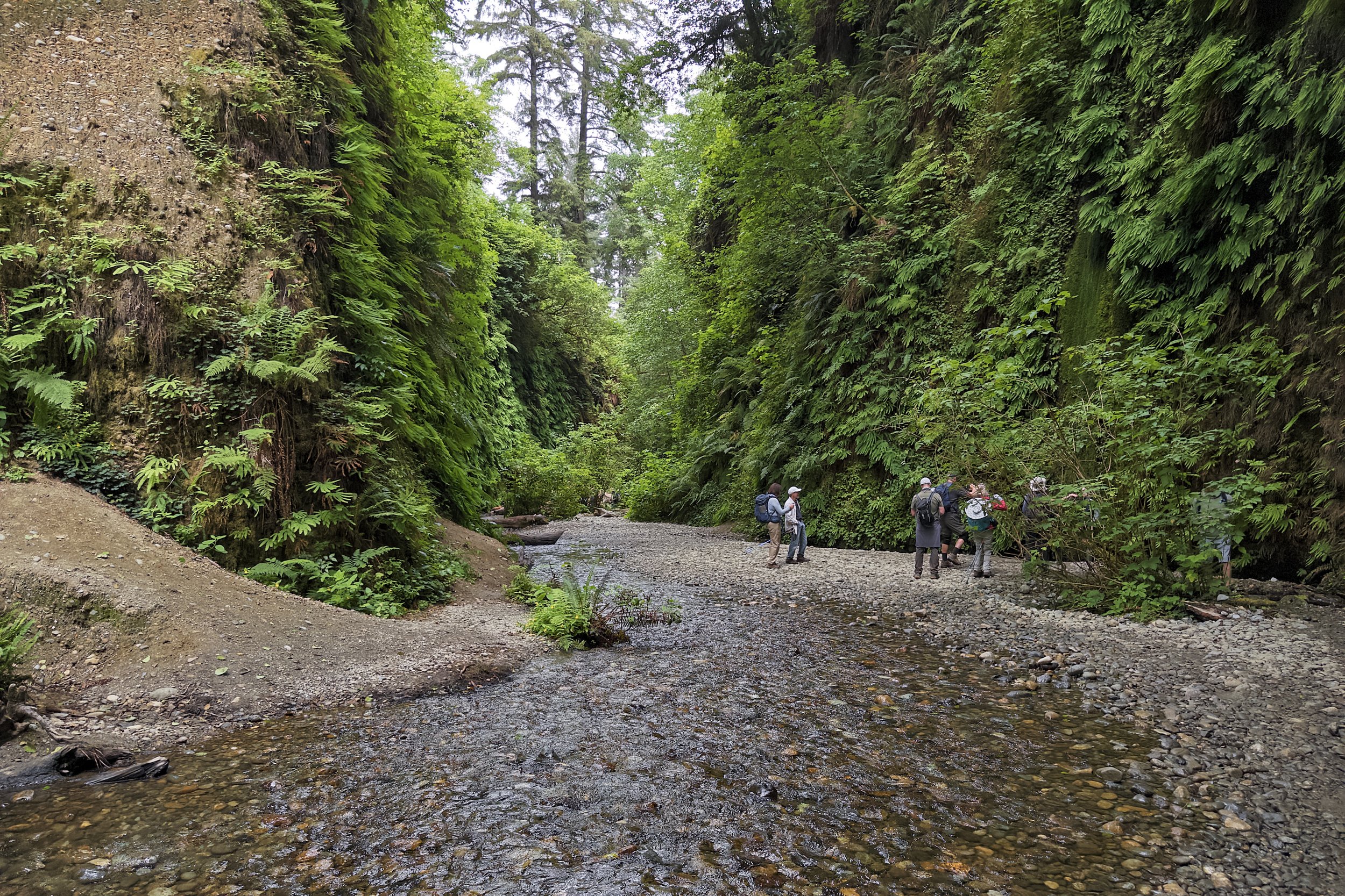 Fern Canyon