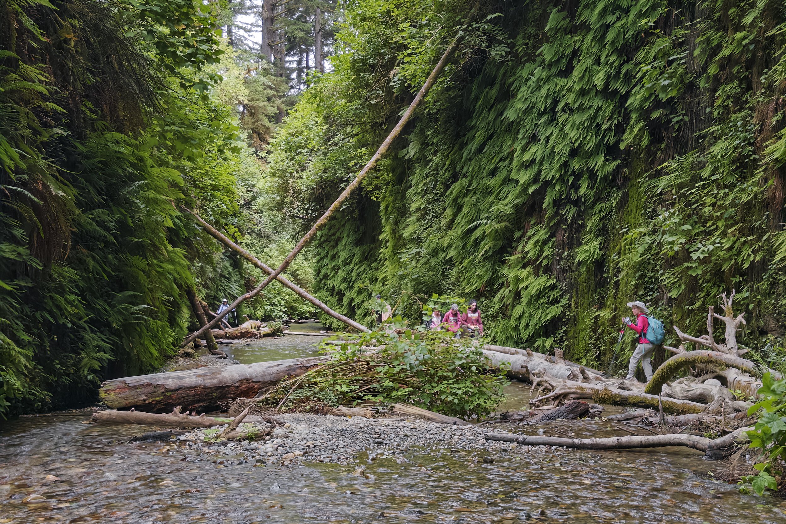 Fern Canyon