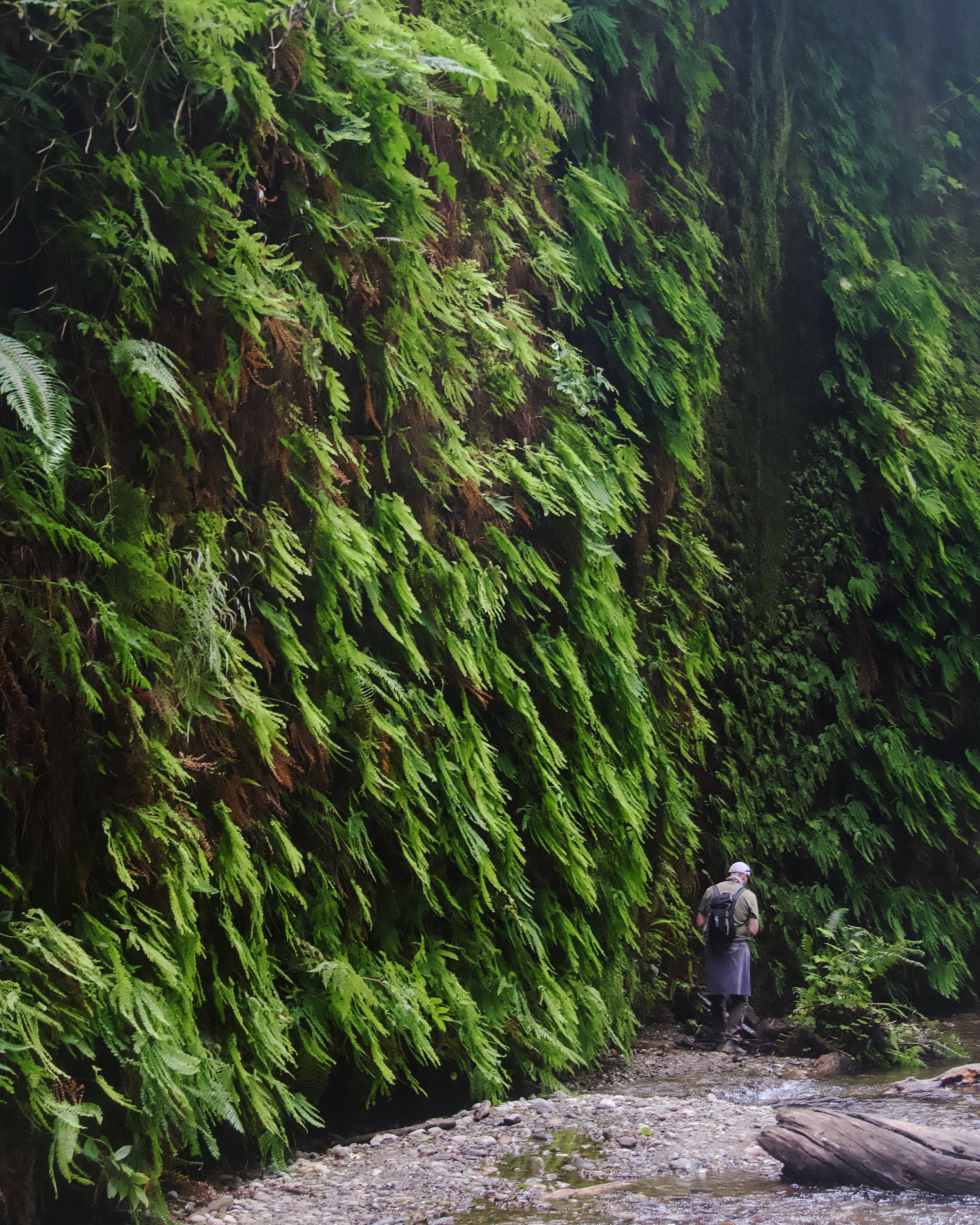Fern Canyon