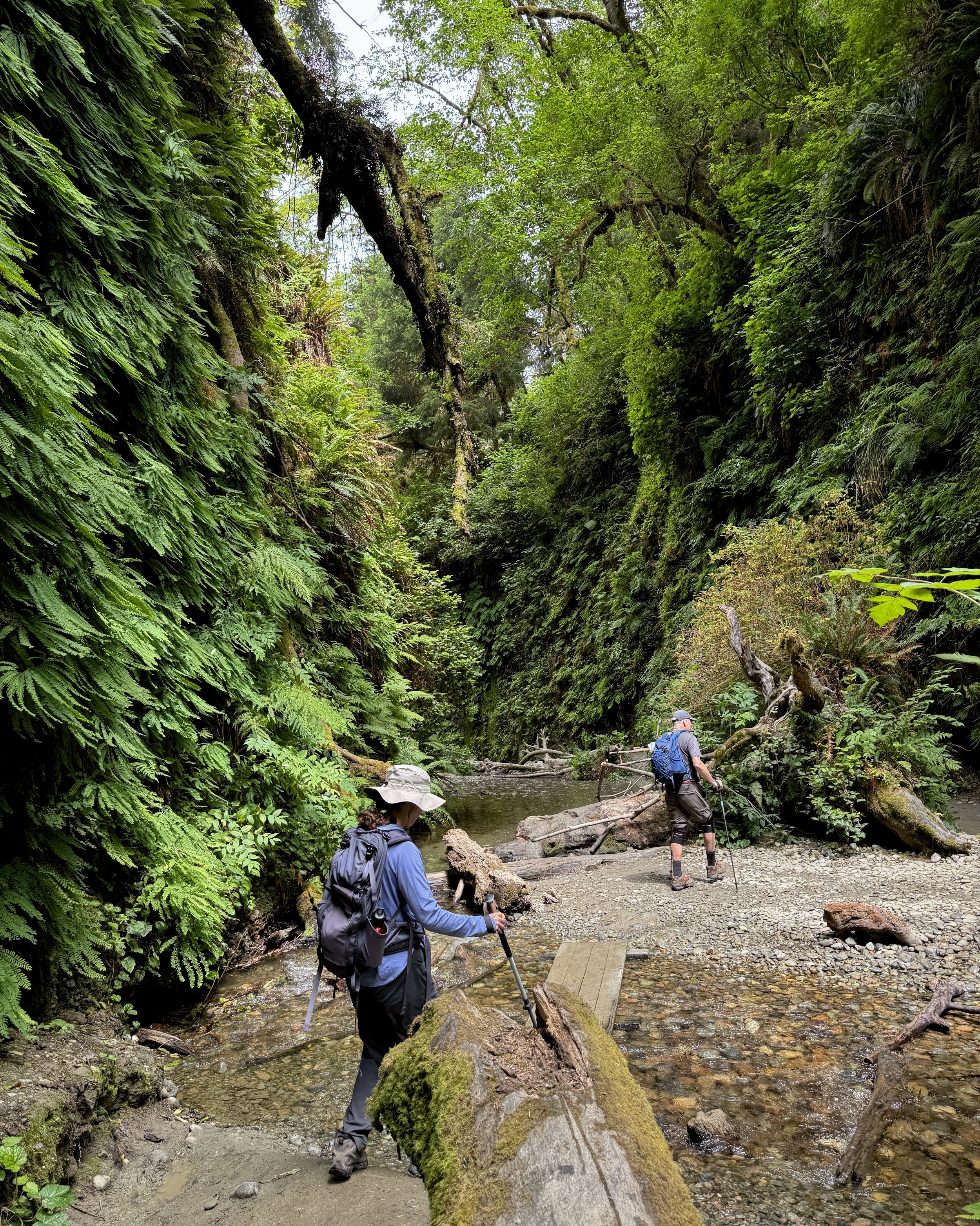 Fern Canyon