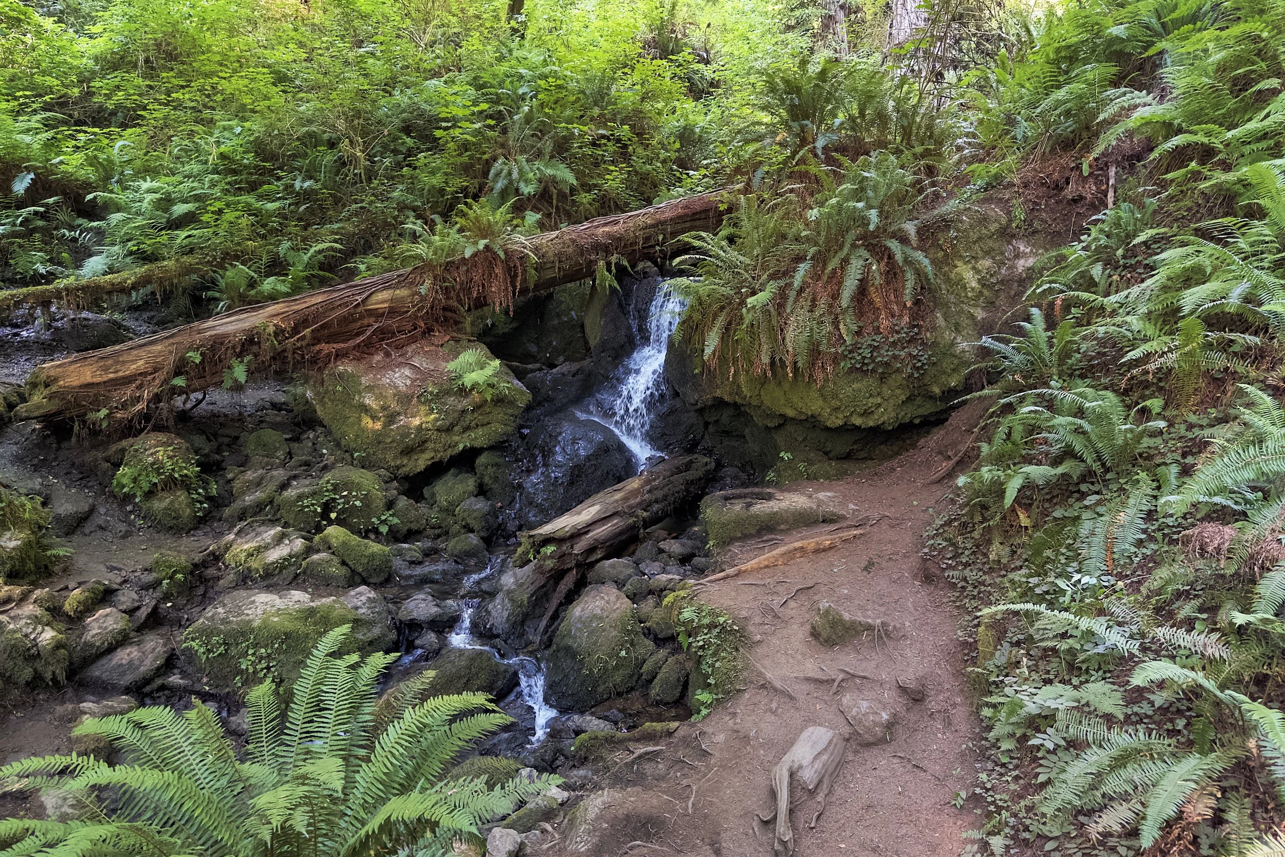 Redwood National Forest to Shingletown, 12-Jul