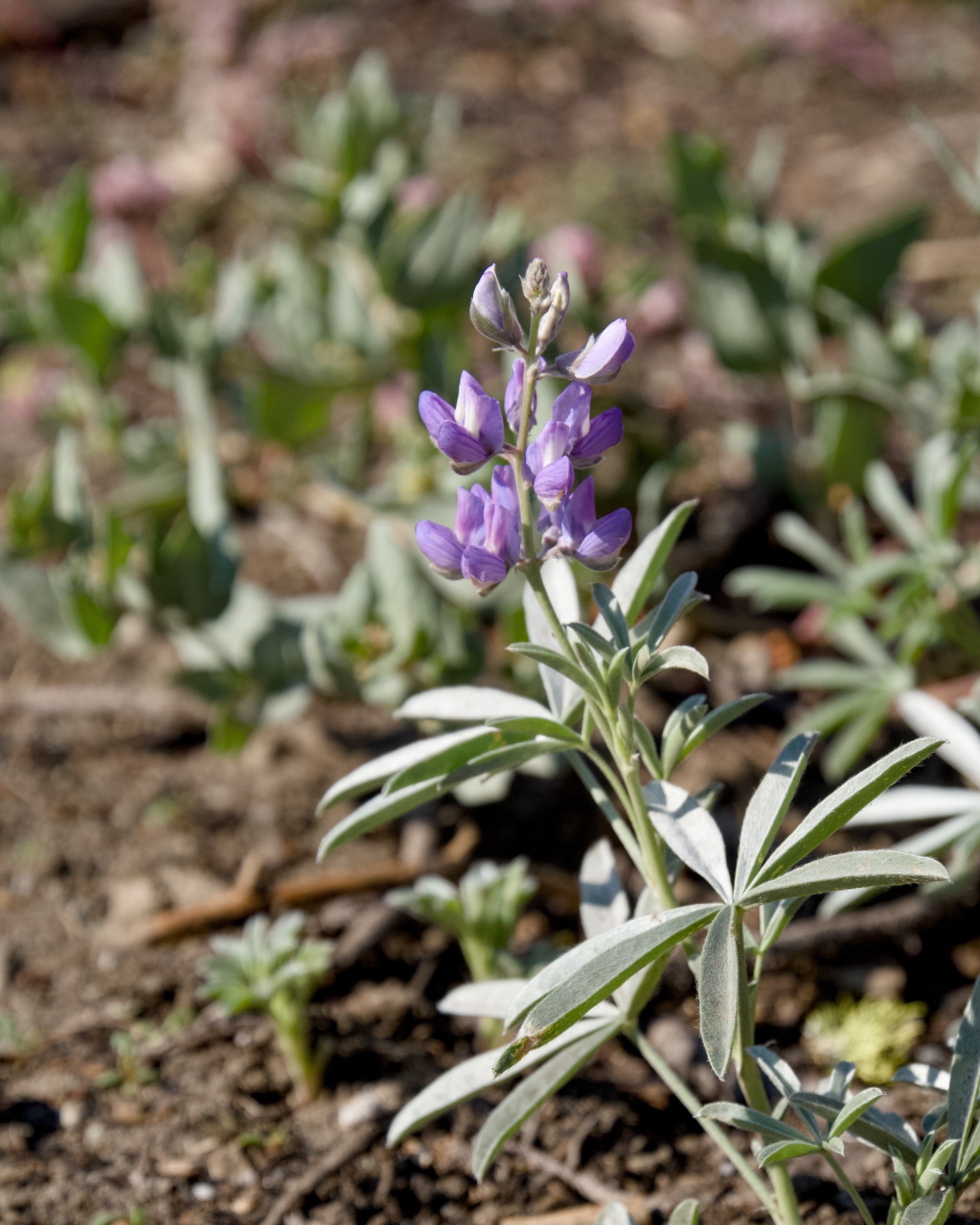 Lupin