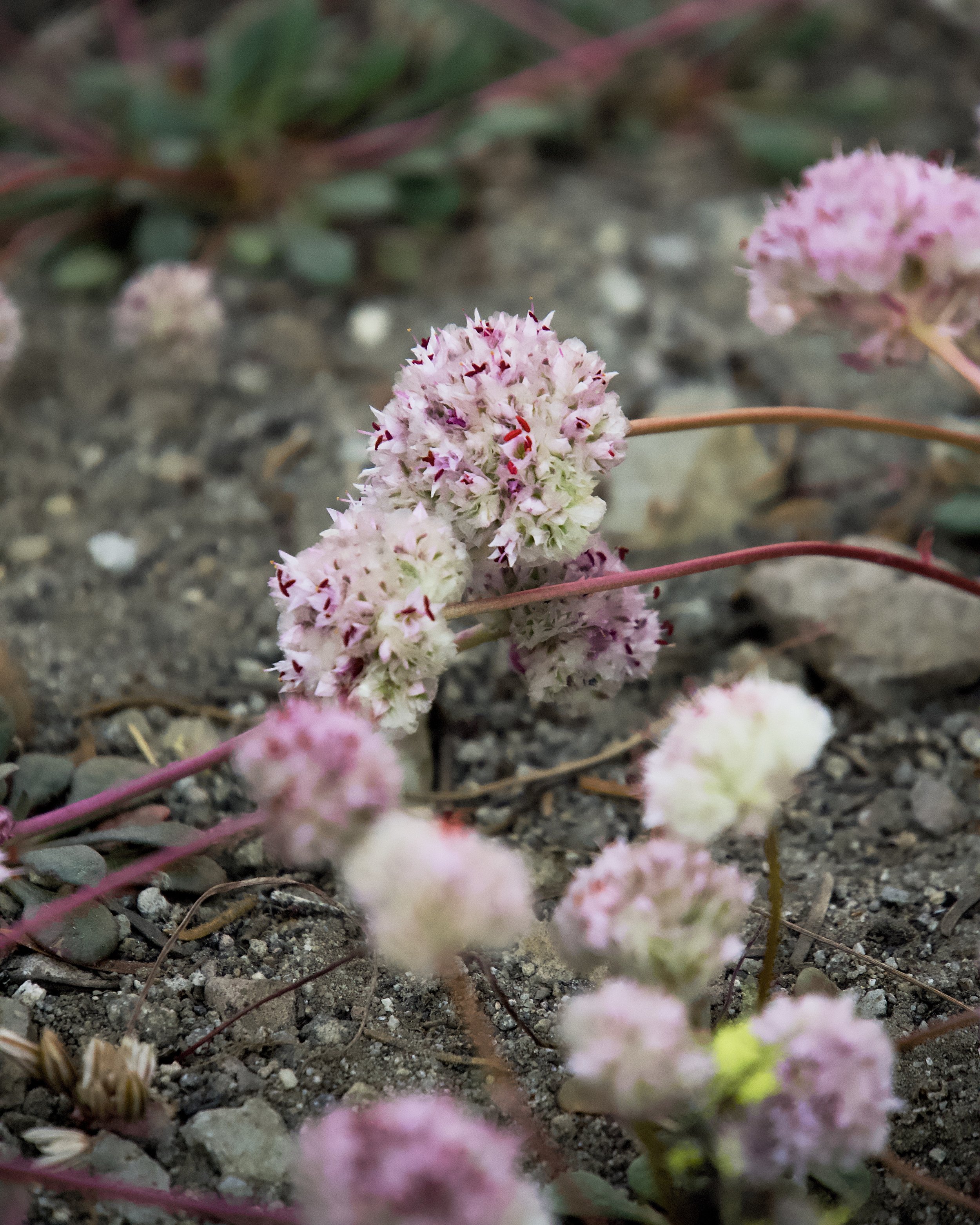 Cistanthe monosperma