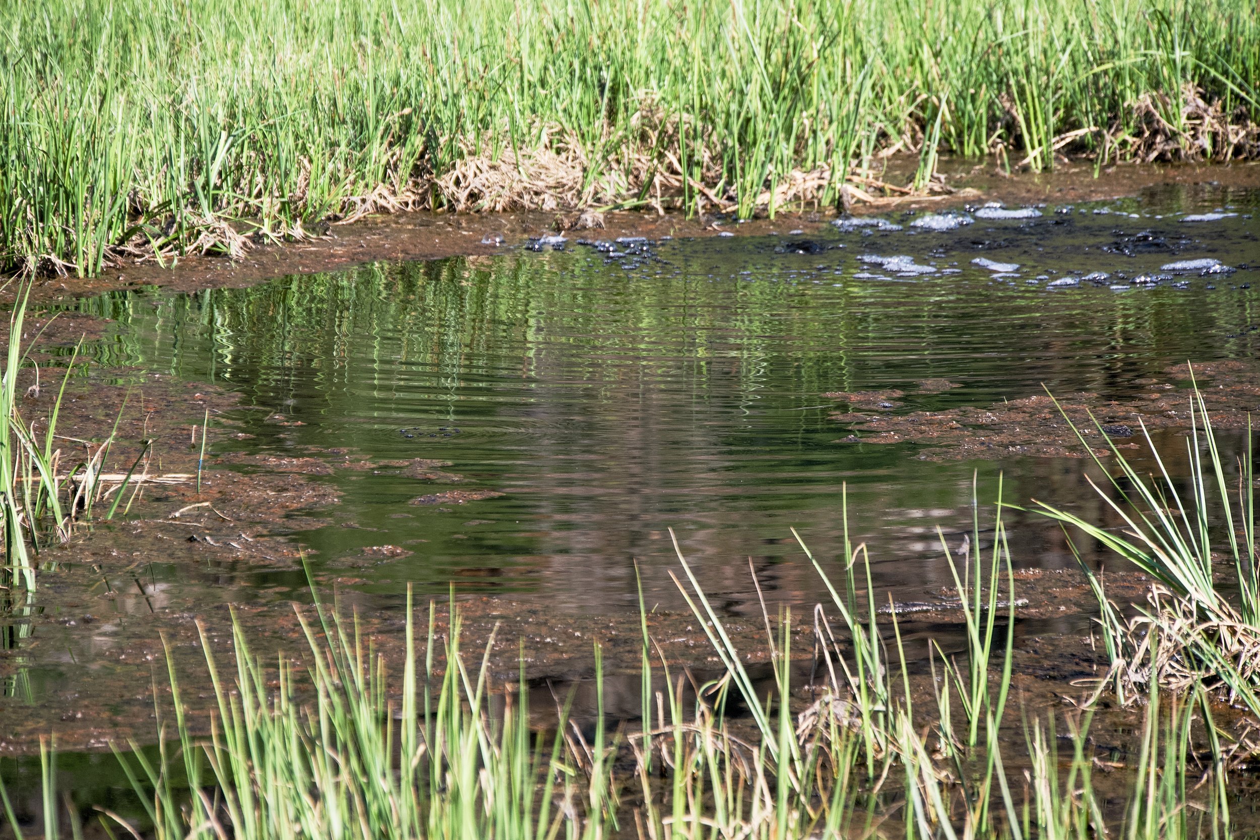 Bubbles coming up through Cold Boiling Lake