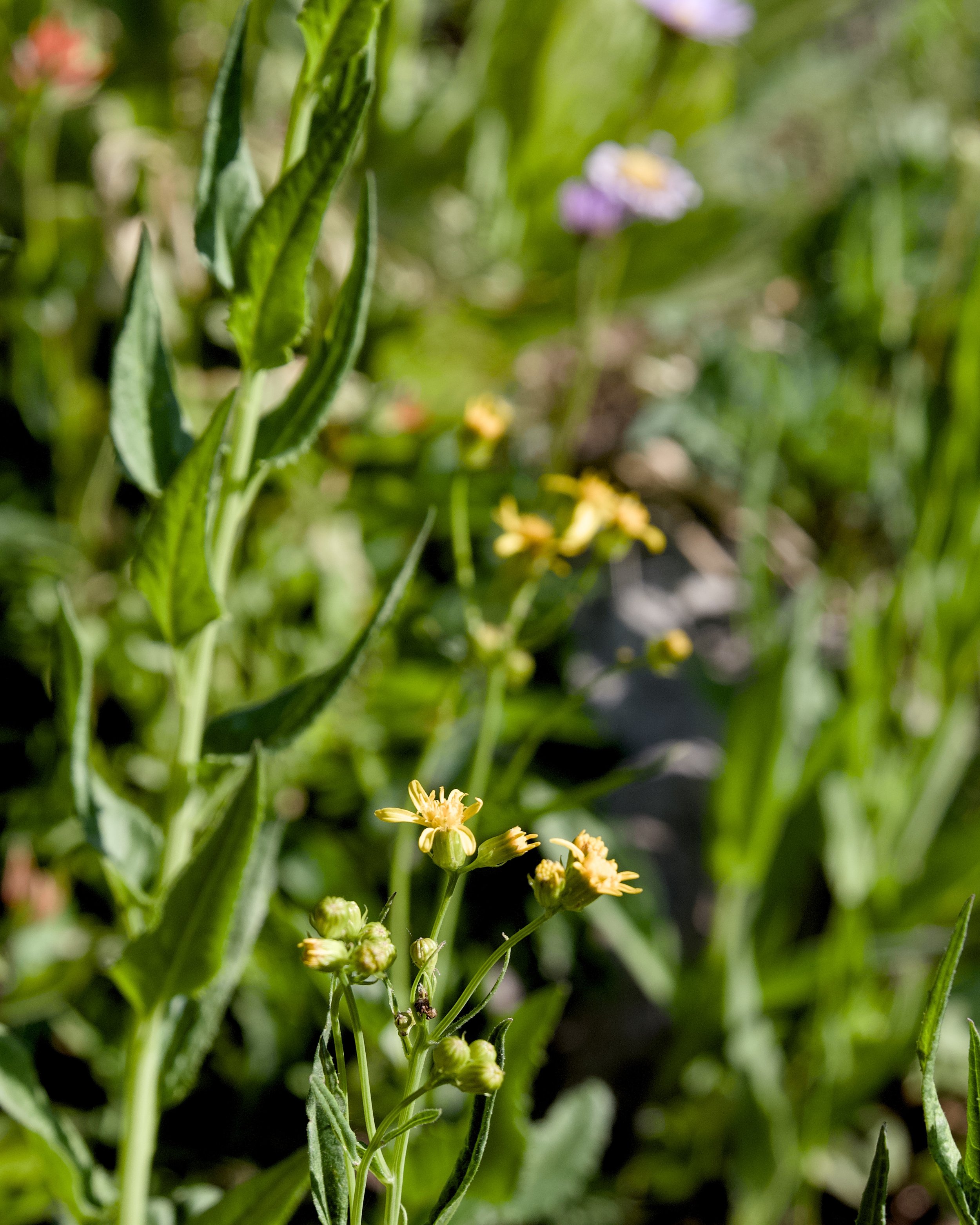 Arrowleaf groundsel