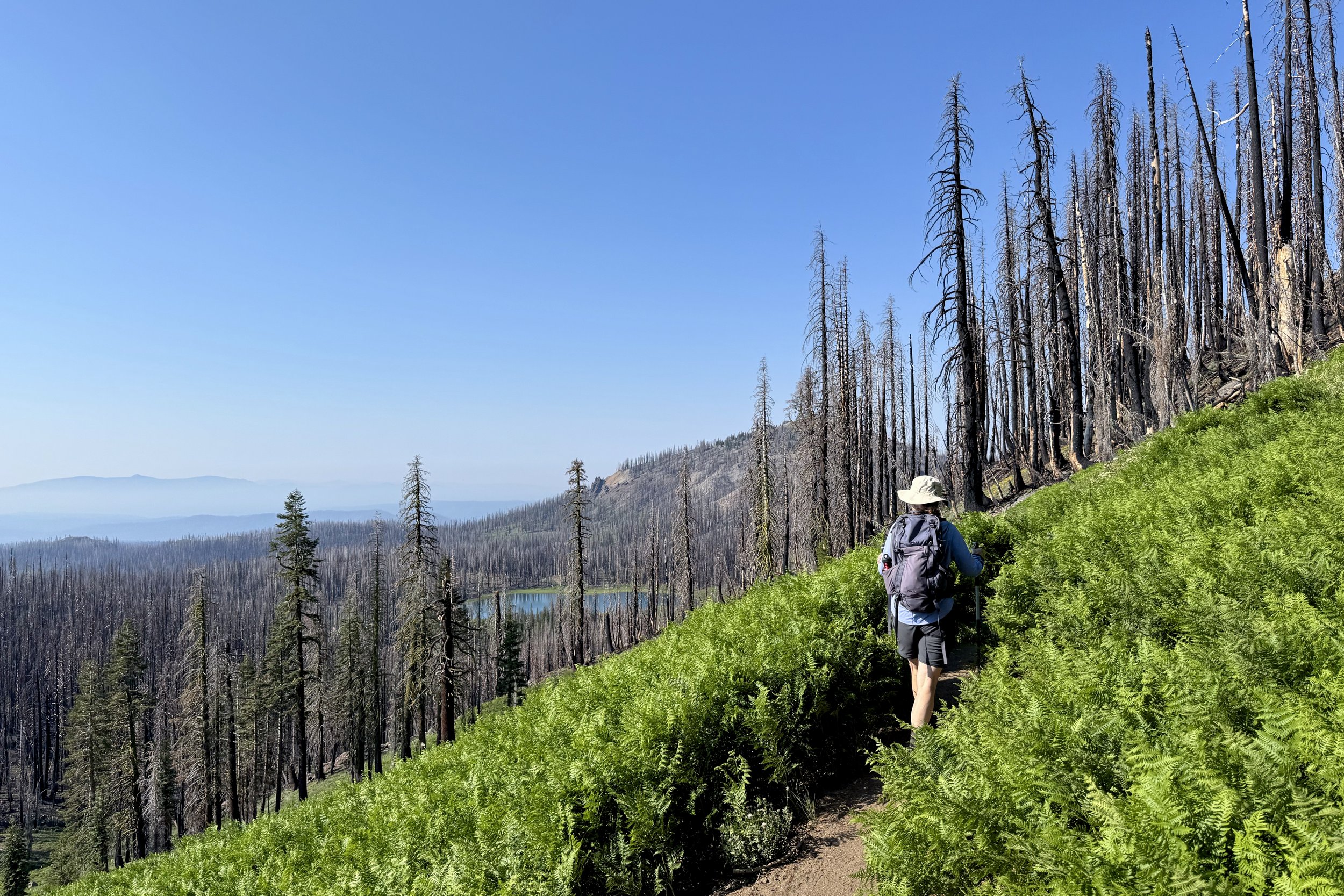 Hiking through bracken ferns